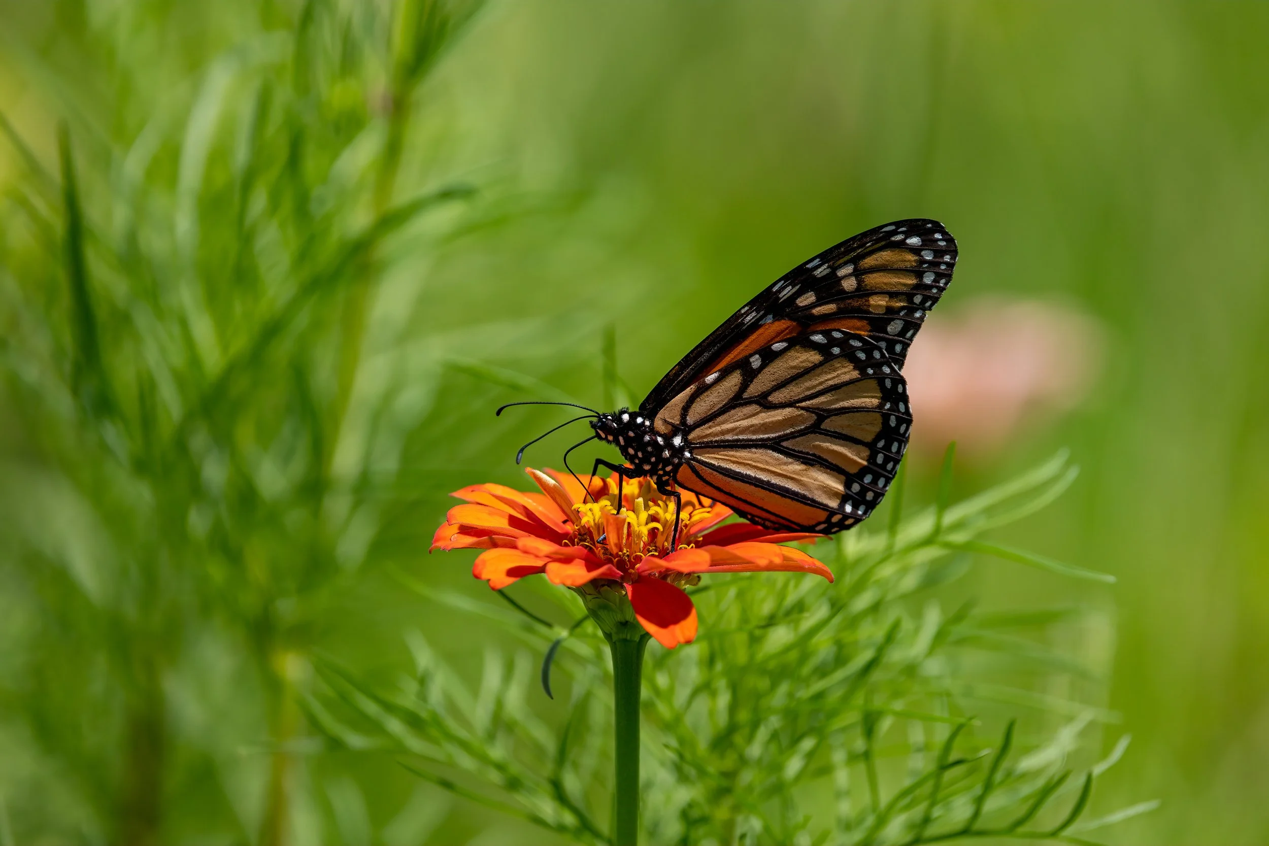 Monarch on Zinnia