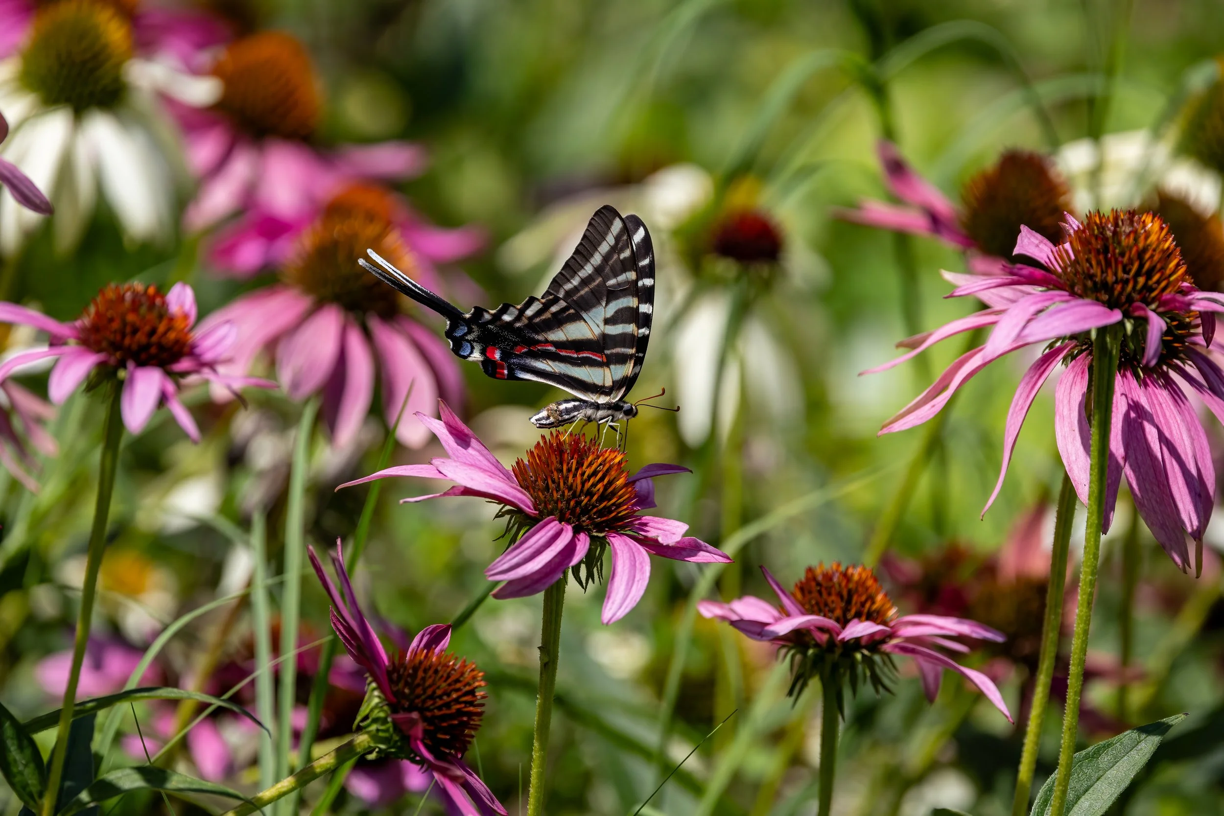 Zebra Swallowtail on Purple Coneflower
