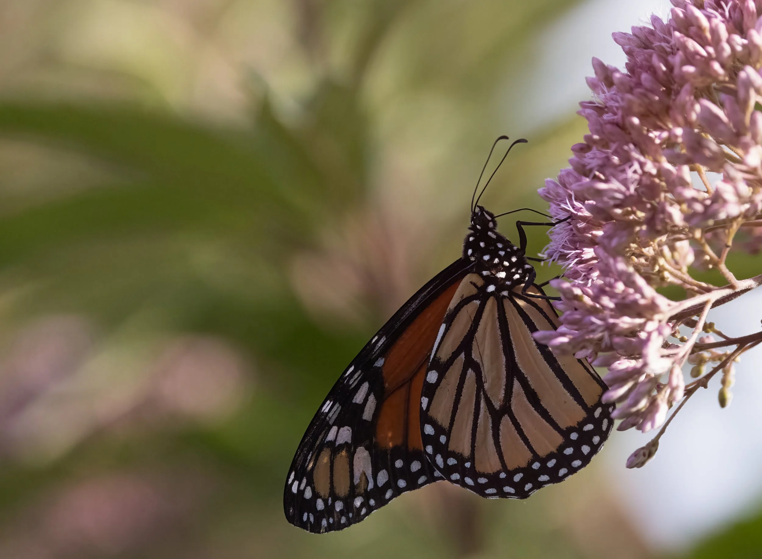 Monarch on Joe Pye Weed