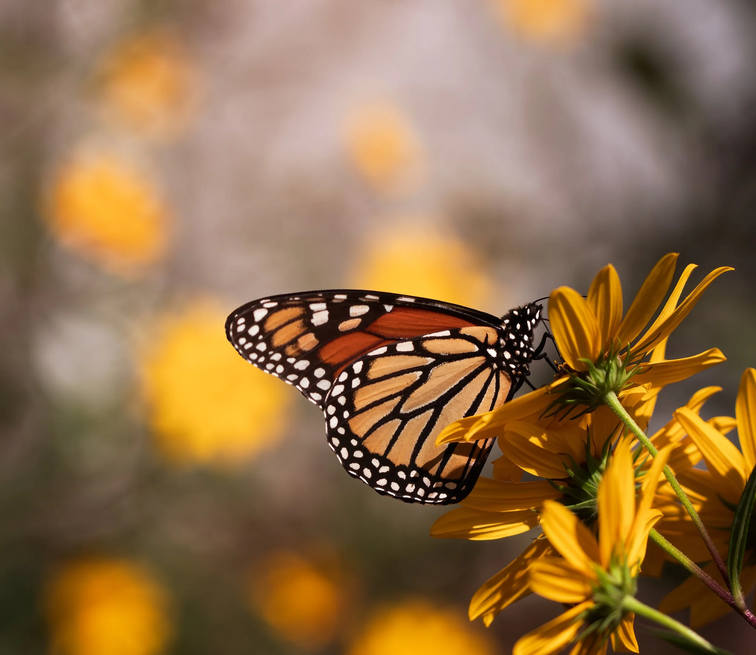 Monarch with Swamp Sunflowers