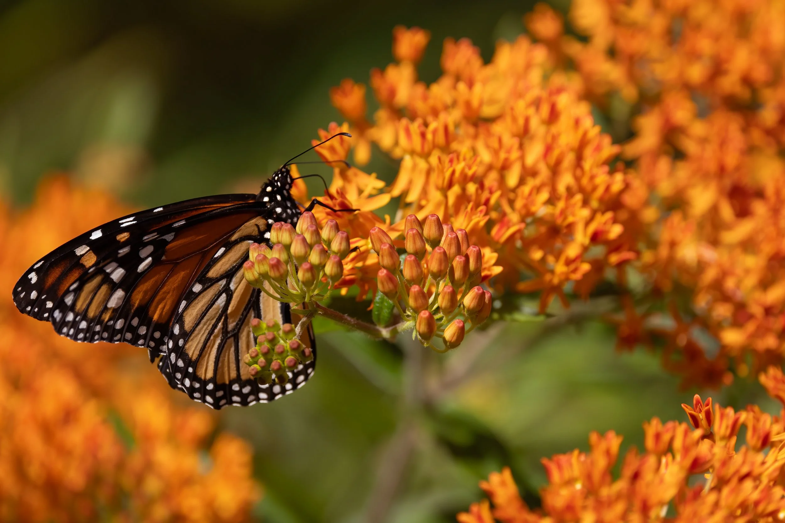 Monarch on Butterfly Milkweed