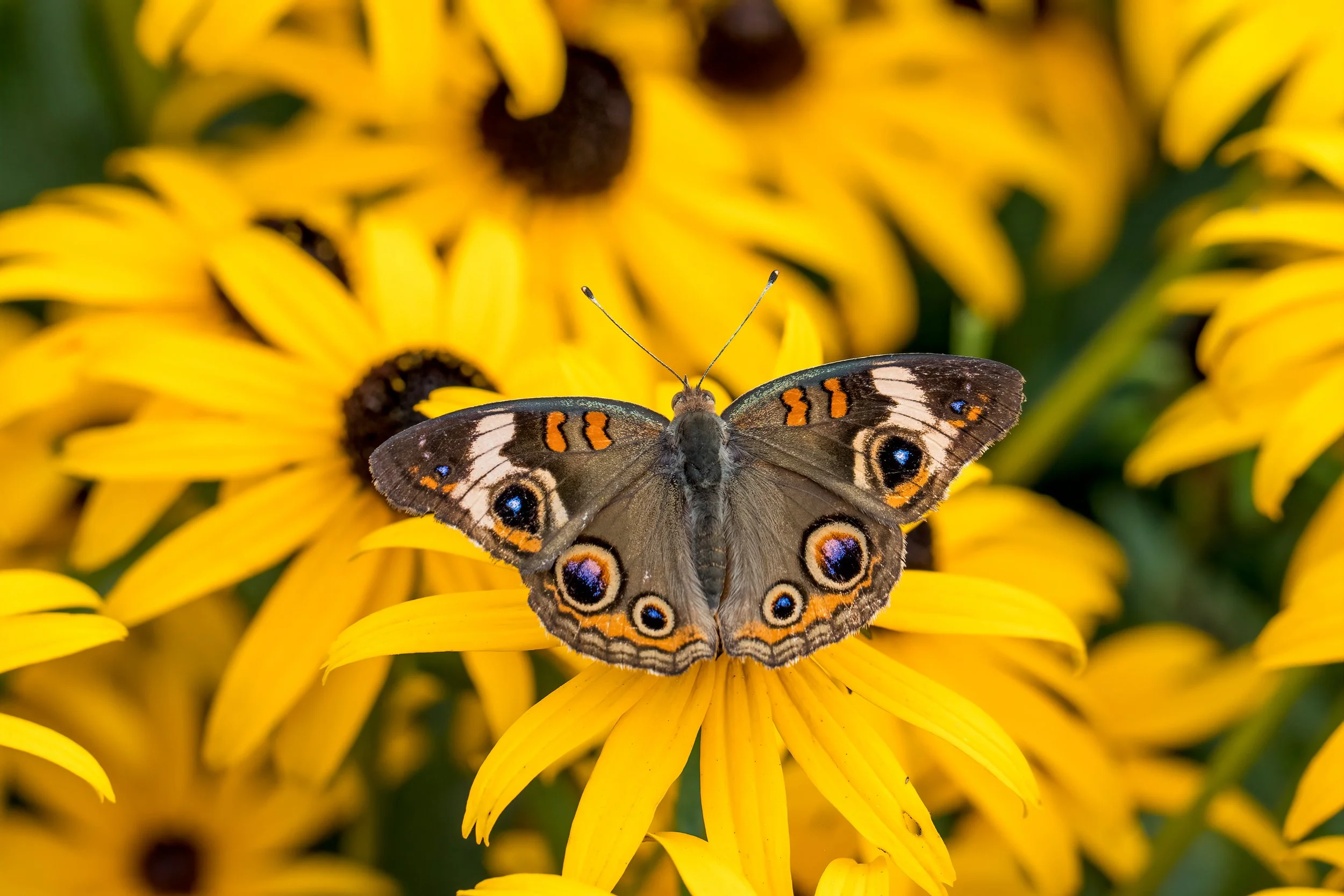 Common Buckeye on Rudbeckia