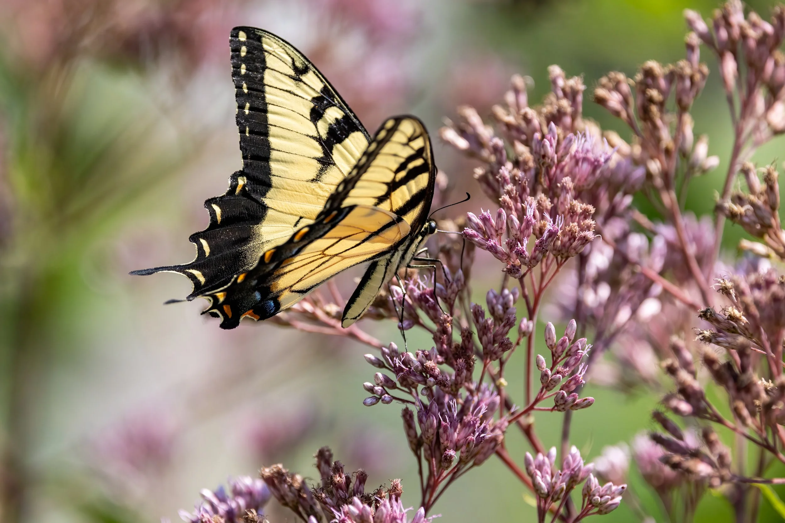 Eastern Tiger Swallowtail on Joe Pye Weed