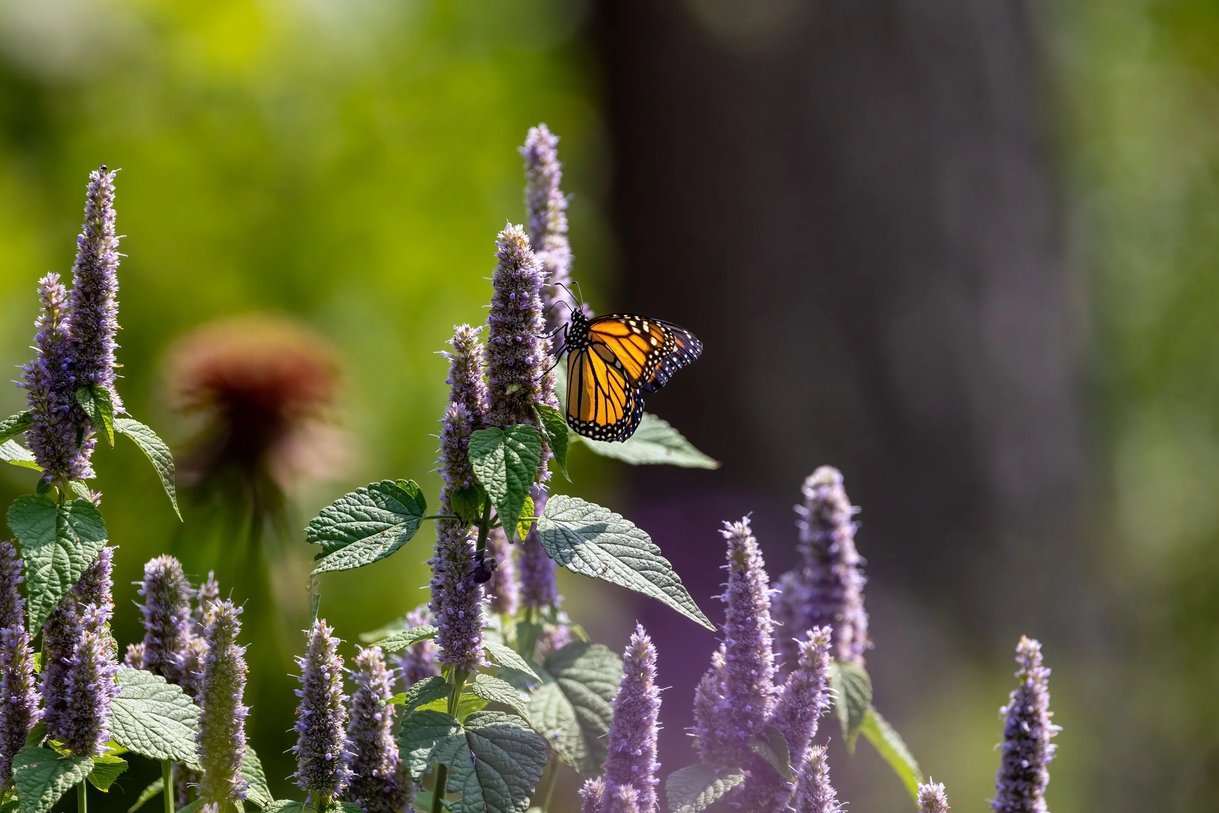 Monarch on Anise Hyssop