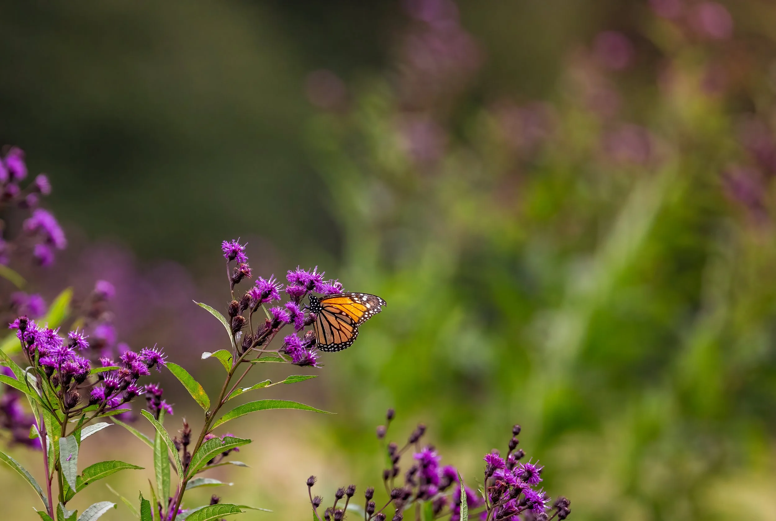 Monarch on Ironweed in GSMNP