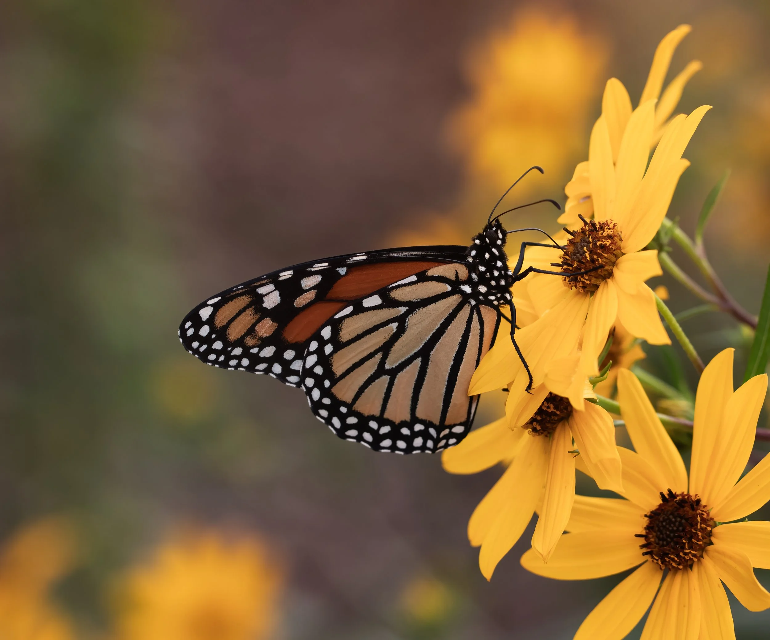 Monarch enjoying Swamp Sunflowers