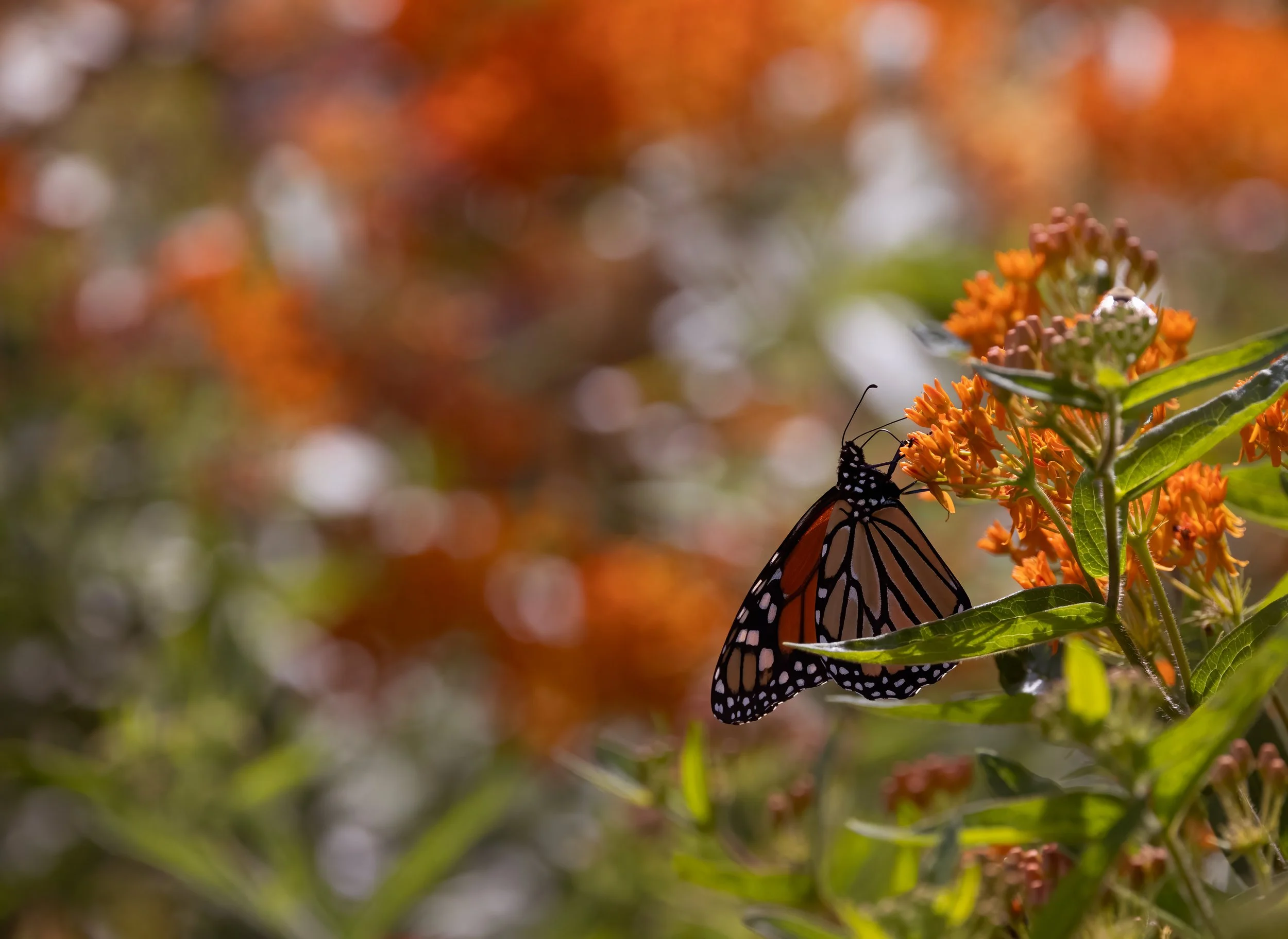Monarch with Butterfly Milkweed