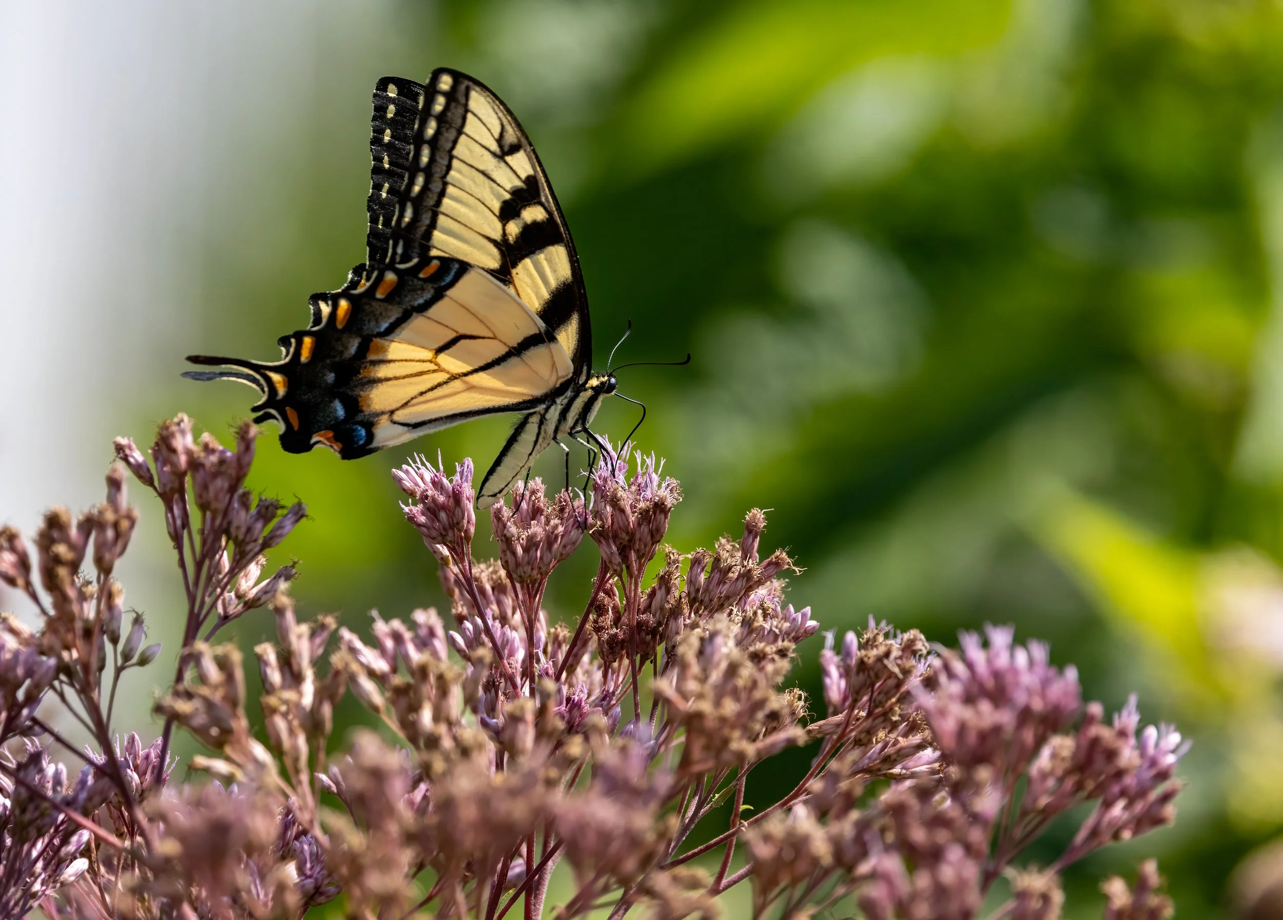Eastern Tiger Swallowtail enjoying Joe Pye Weed