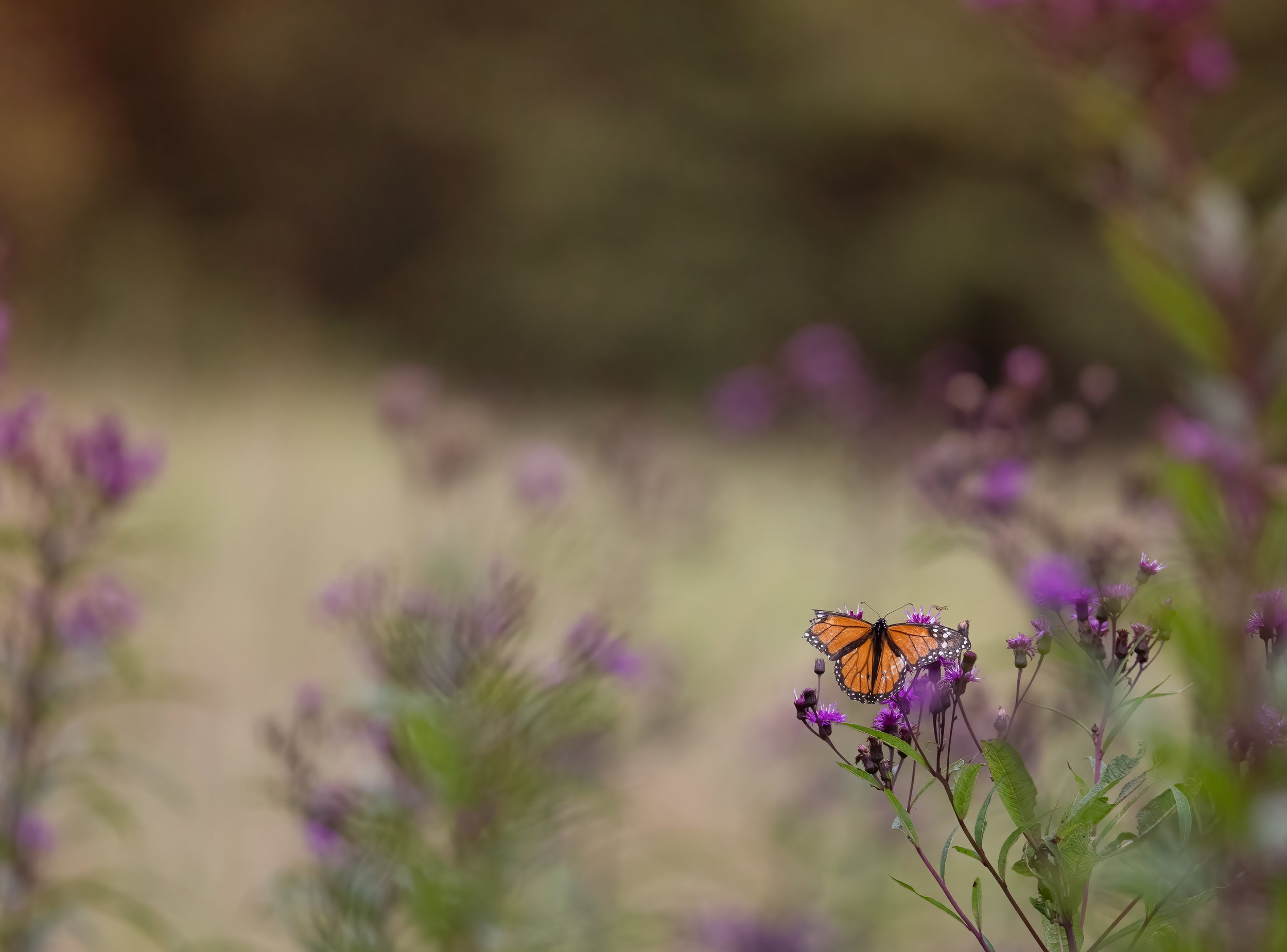 Monarch on Ironweed in GSMNP