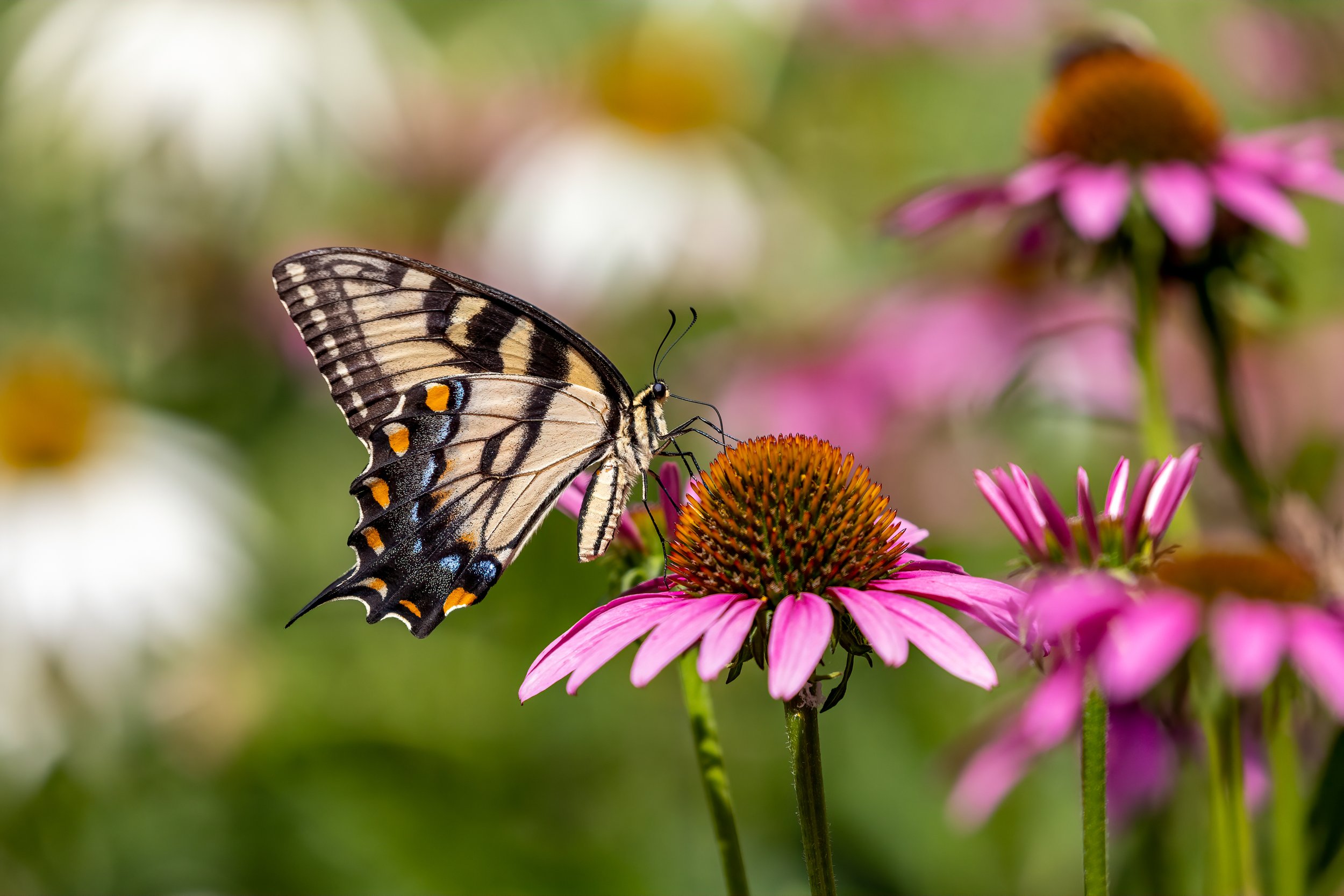 Eastern Tiger Swallowtail on Purple Coneflower