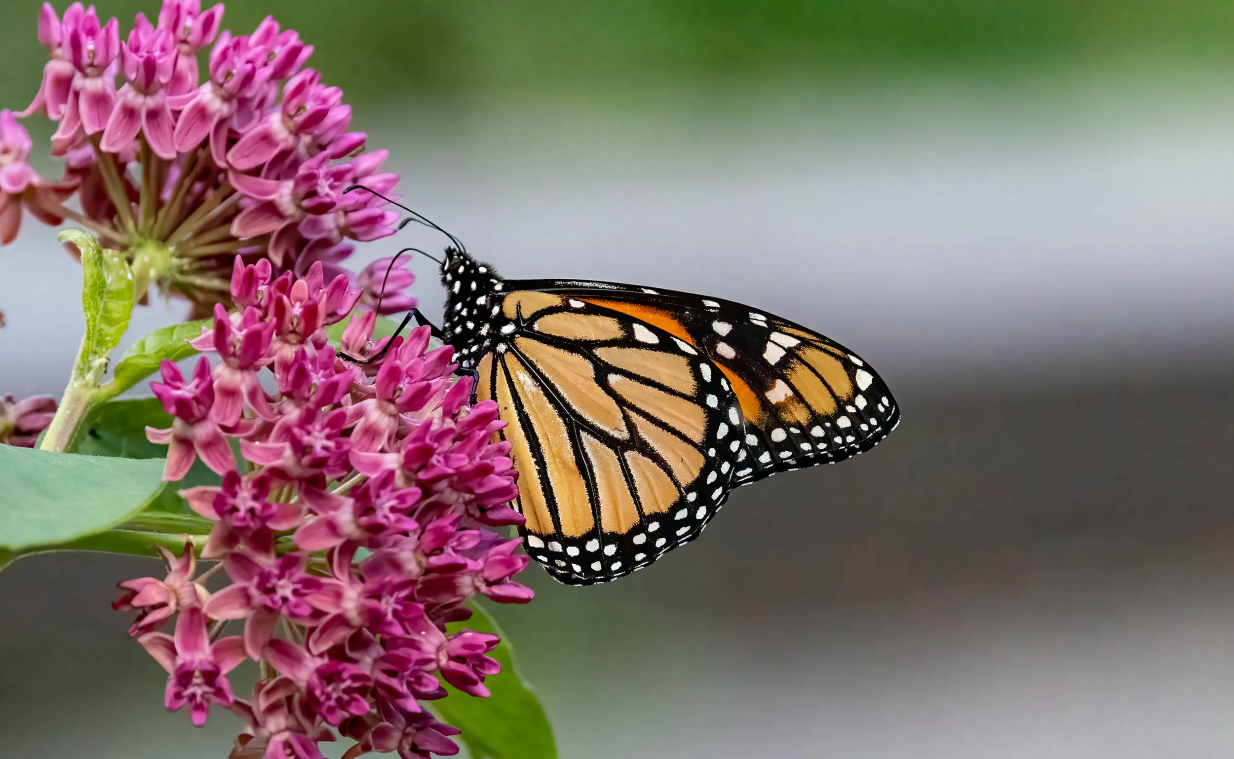 Monarch on Purple Milkweed
