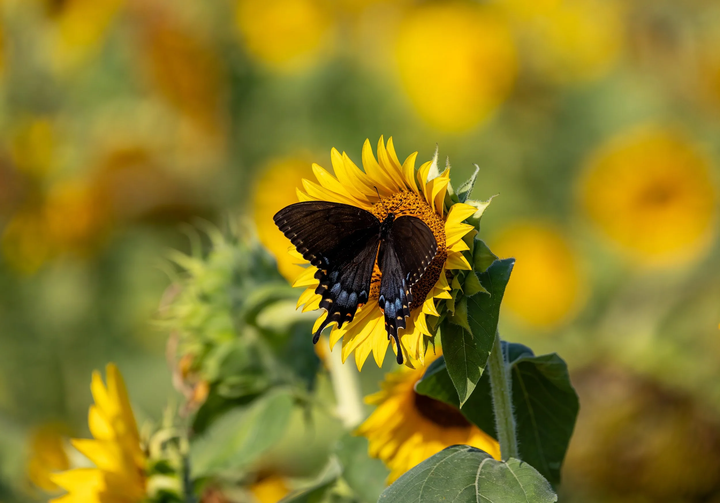 Eastern Tiger Swallowtail on Sunflower