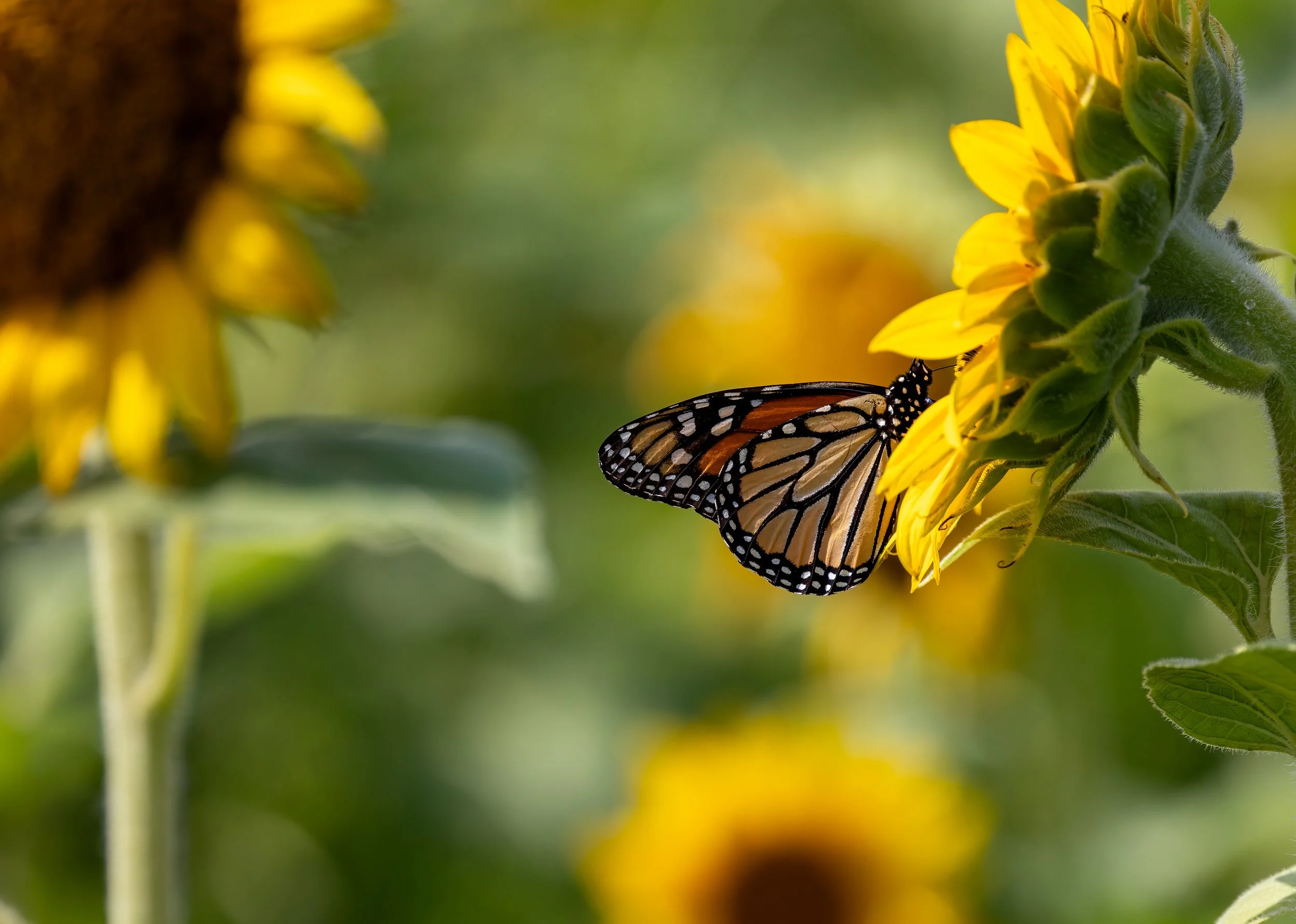 Monarch on Sunflower