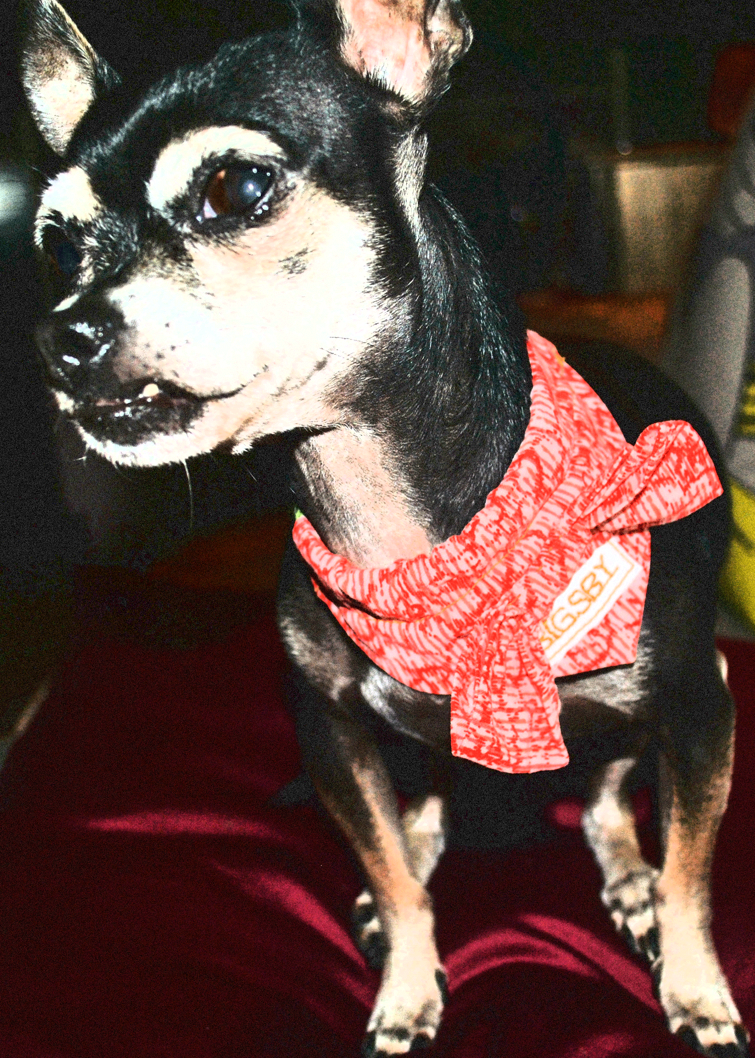 Bigsby-Bow-Tie-Collar.gif