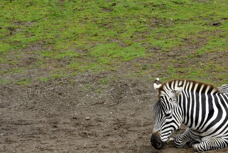 A Zebra in Grand Central
