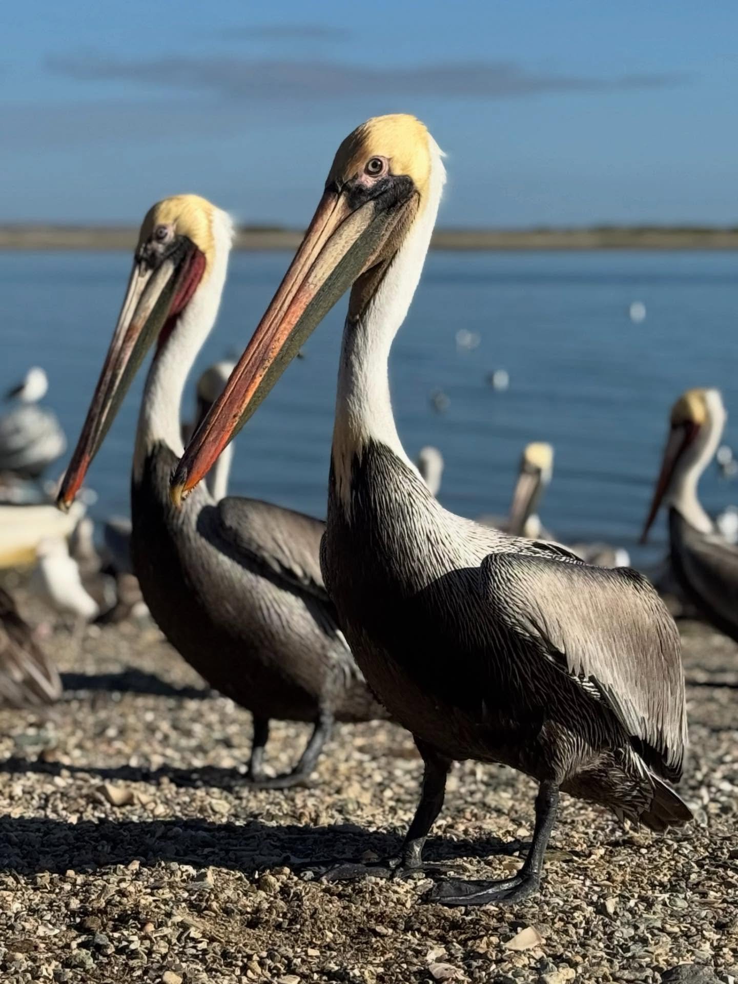 Pel&iacute;cano Alcatraz
(Pelecanus Occidentalis)
#thespiritofbajarepublic 
#keepbajabaja