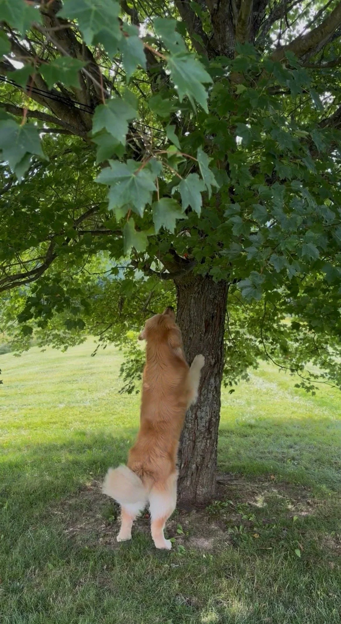 Barking Up the Wrong Tree: When It’s Time to Rethink Your Career Direction