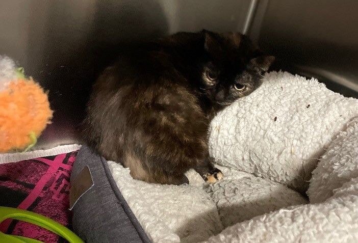 HAPPY NATIONAL CAT DAY!!

Meet Coco

Poor Coco, she was in a nice home but her caretaker died and she found herself at the shelter. She is just a gentle, sweet soul that is a little overwhelmed by a lot of activity. She just loves to sit in her box a