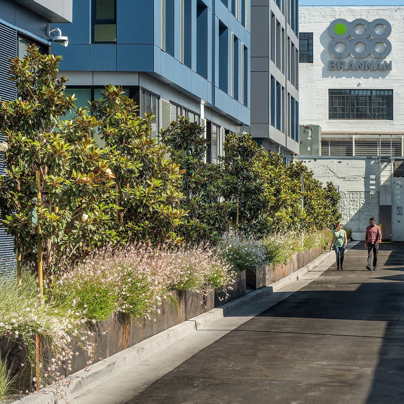 Just look at this stunning bloom at our Bryant Apartments project (@astellaapts)! 🤩 Our goal was to plant as many trees and shrubs along the streetscape as possible, which include Magnolias and Guara Wand Flowers. Vegetative streetscapes provide imp