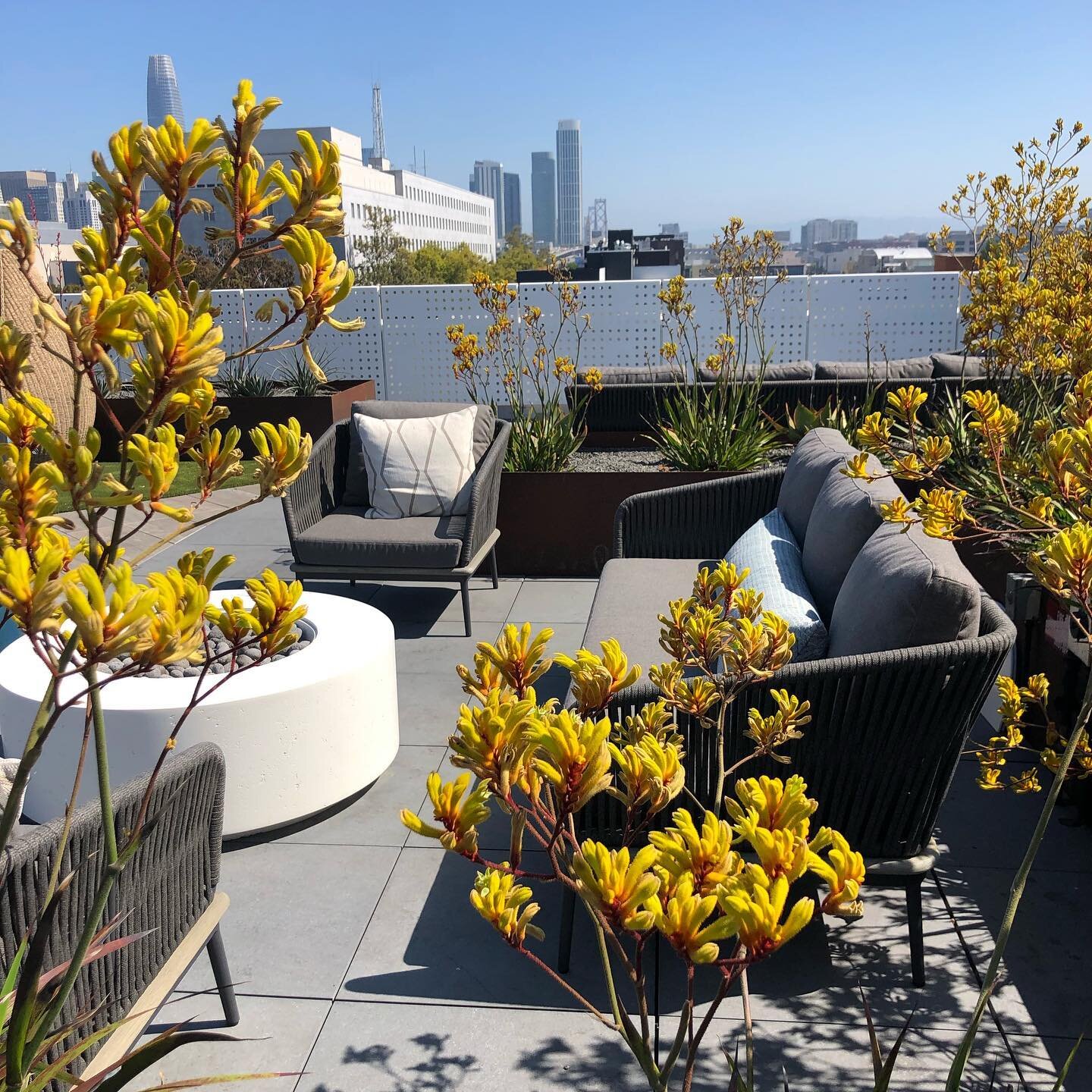 On the rooftop for Bryant Housing, we created pockets of respite to create cozy comfort while also having stunning views of a big city.

#luxuryapartment #soma #sf #rooftopgarden