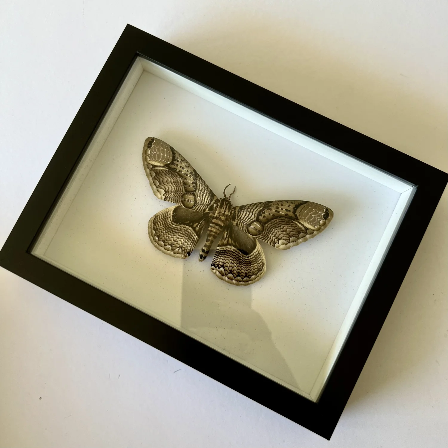 標本 China Brahmaea wallichii 125mm Brahmaea Wallichii / Owl Moth — BED BUG TAXIDERMY