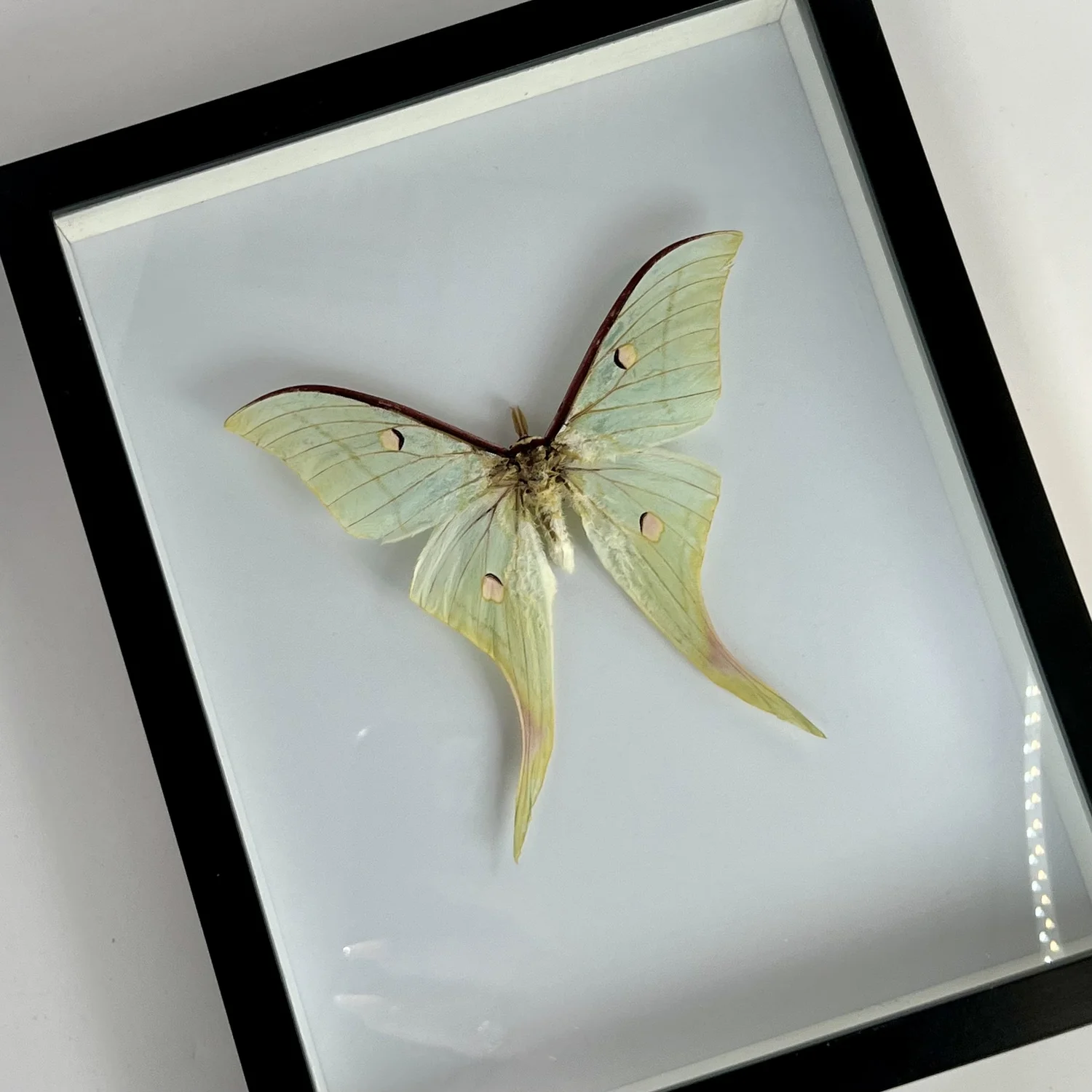 Actias Rhodopneuma / Pink Spirit Moth - female — BED BUG TAXIDERMY