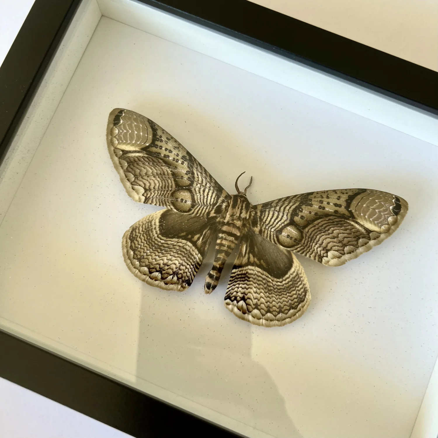 標本 China Brahmaea wallichii 125mm BicBugs Brahmaea wallichii 