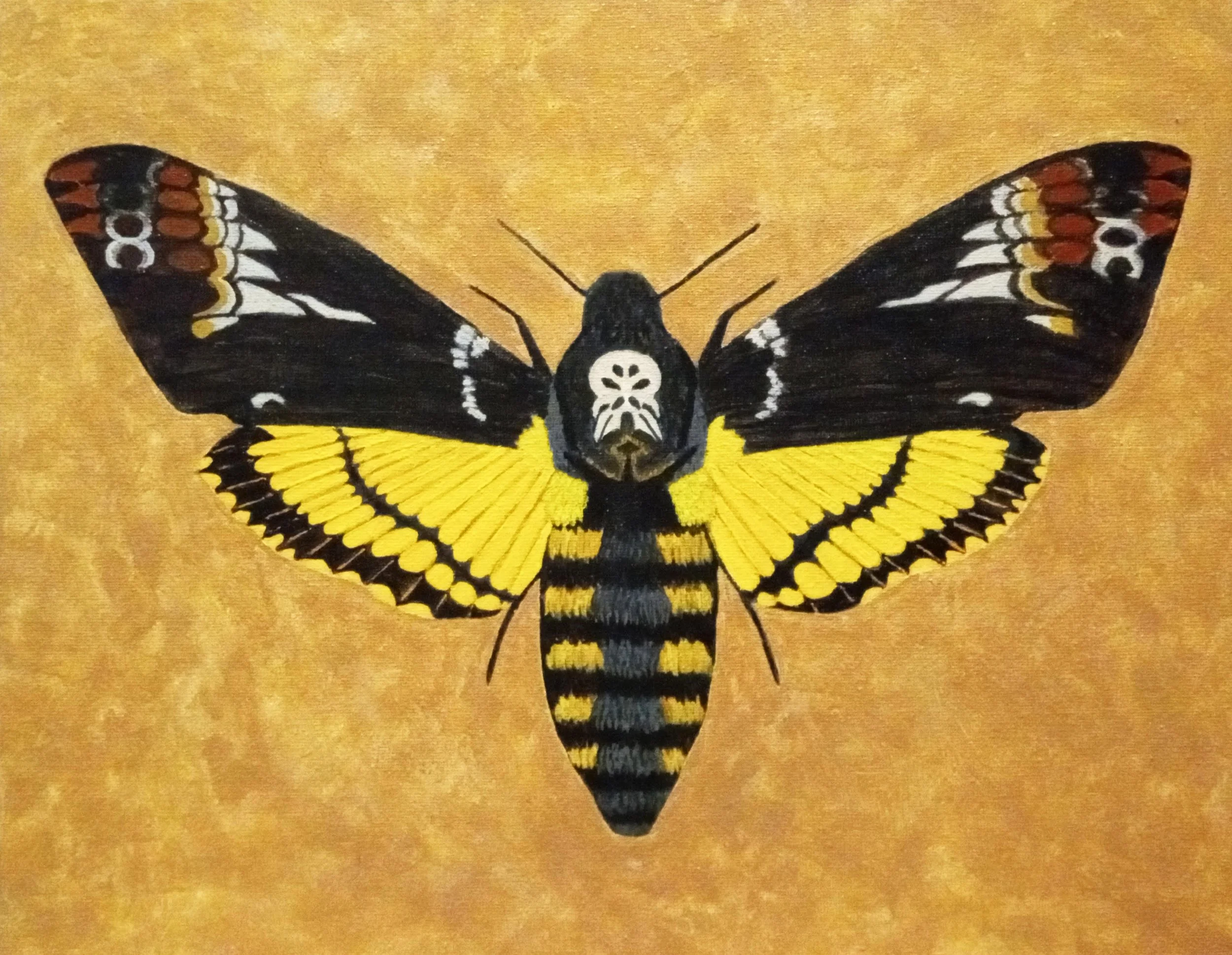 Death's-Head Hawkmoth