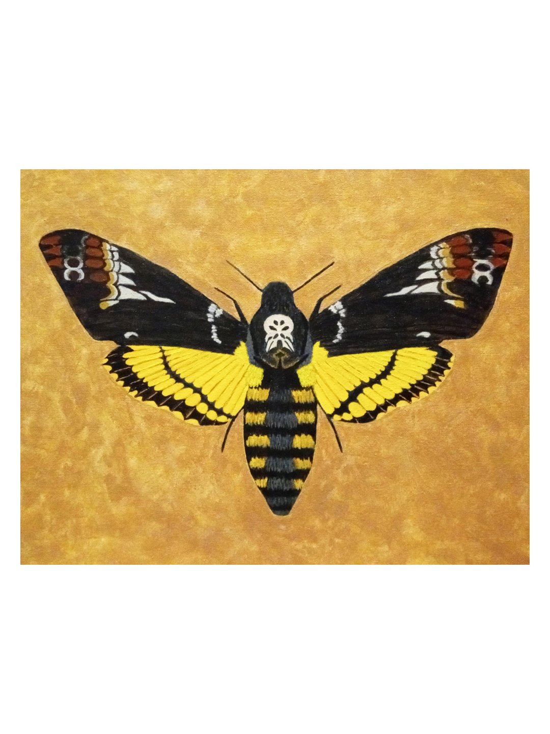 Death's-Head Hawkmoth small with border.jpg