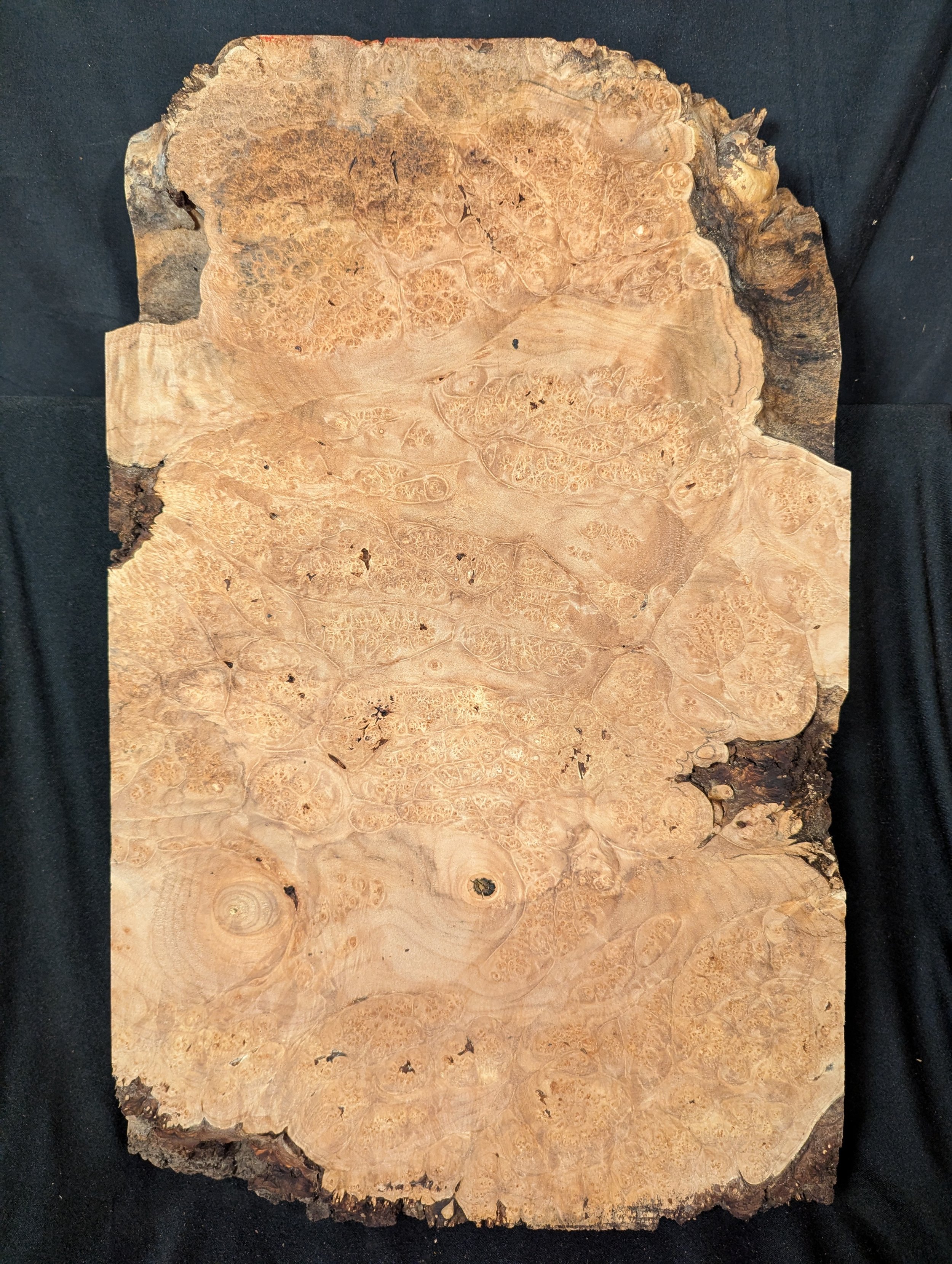 Maple Burl Full Body
