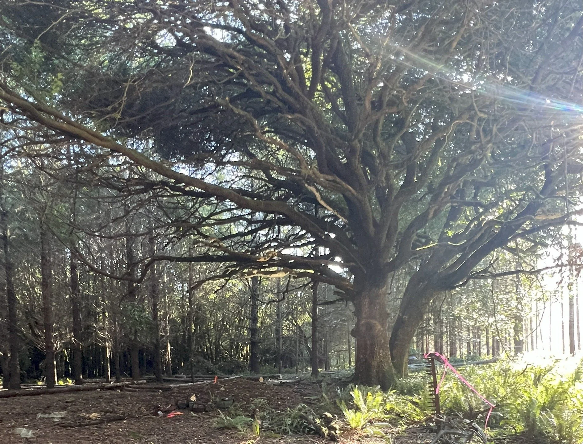 The wedding tree Myrtle wood