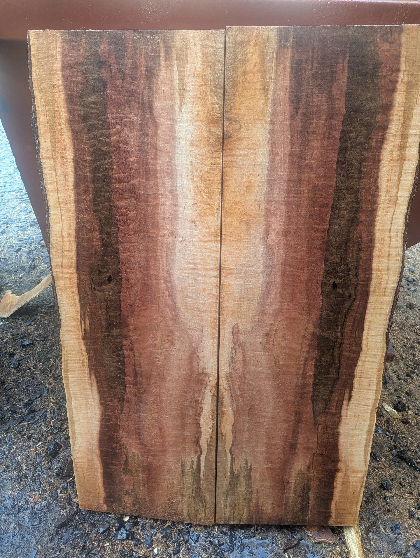 Sawing the Surcamp log today. This maple will be a nice addition to the 100 maple project as well as the Surcamp forest, and the Coquille tribe. This tree was 6' at the base and 3' diameter at over 30 ' length. Heavy figure throughout, very thick bar