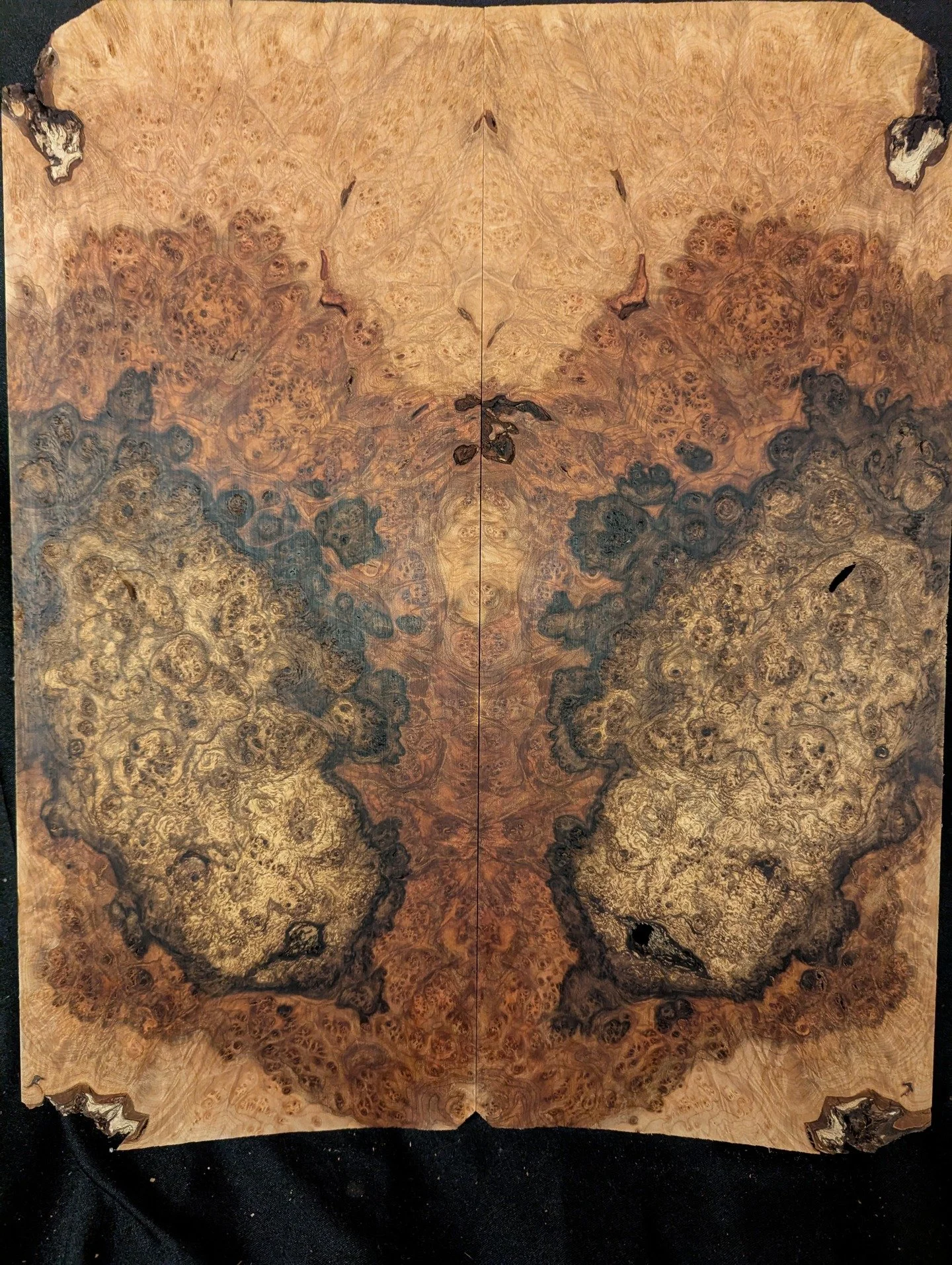 More Maple burl for the website . Lots of new stuff slowly going on the website .