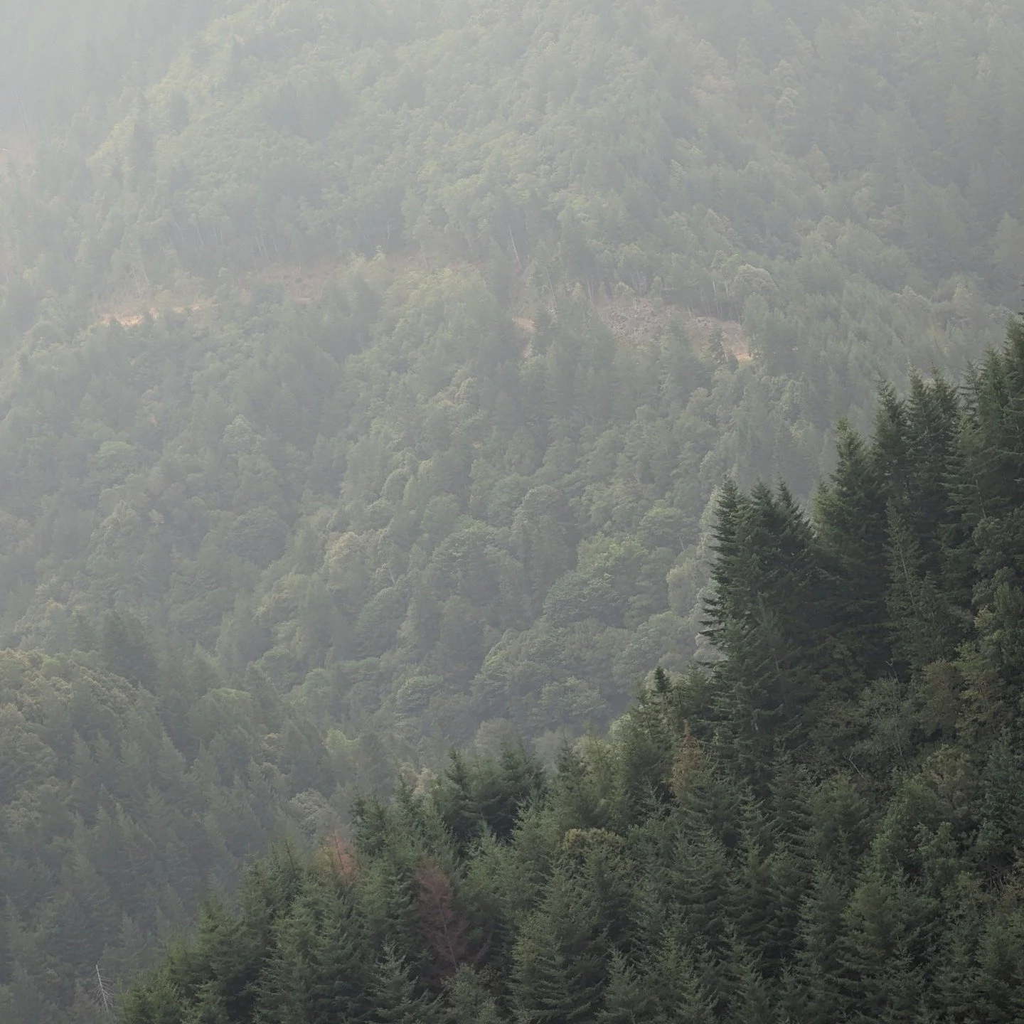 This is what a forest should look like . Not a mono culture . A real forest . Awarded best forest in US because the tribe cares more about the land than short term profits . Their forest practices ensure that future generations will be able to see a 