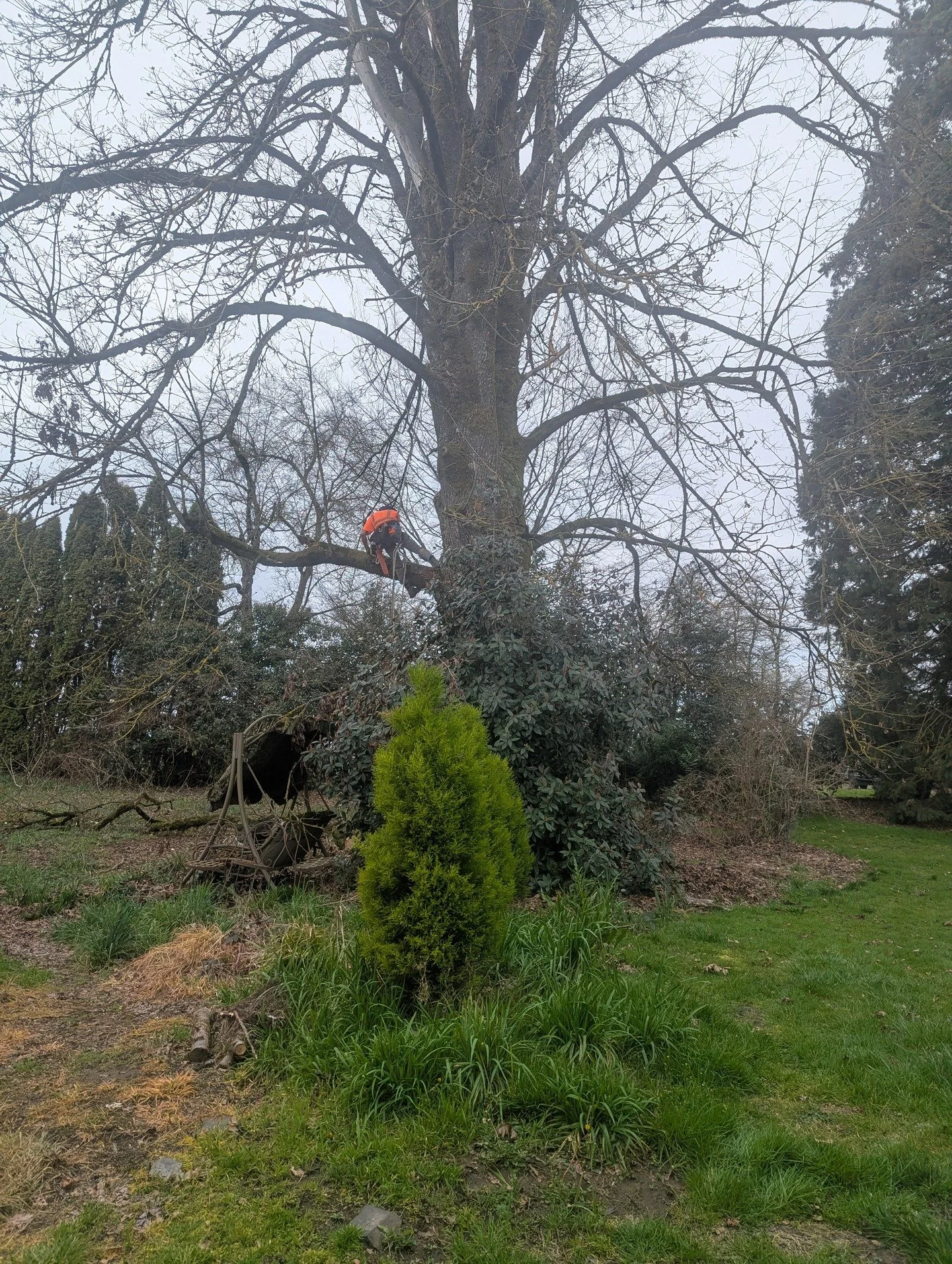 I got to spend Sunday morning watching someone else work . Scotty Hyde took down this large Big Leaf Maple today . It has a lot of stump rot but most of the rest of the tree is still sound . The log is flame for the first 10' then quilt up to 27' . W