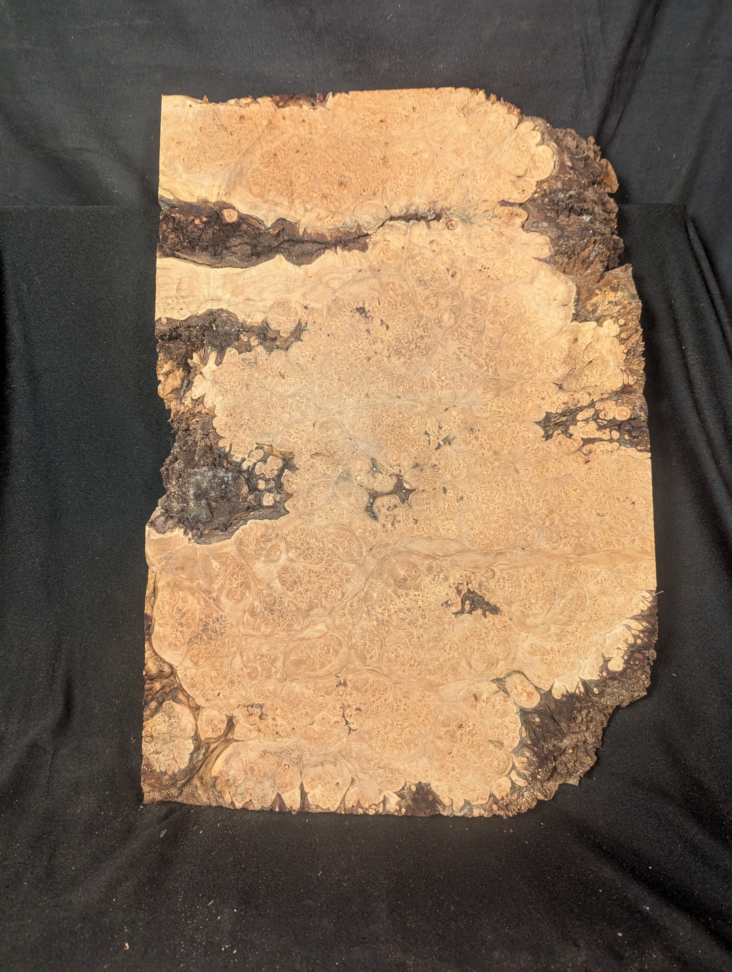 Maple Burl Full Body