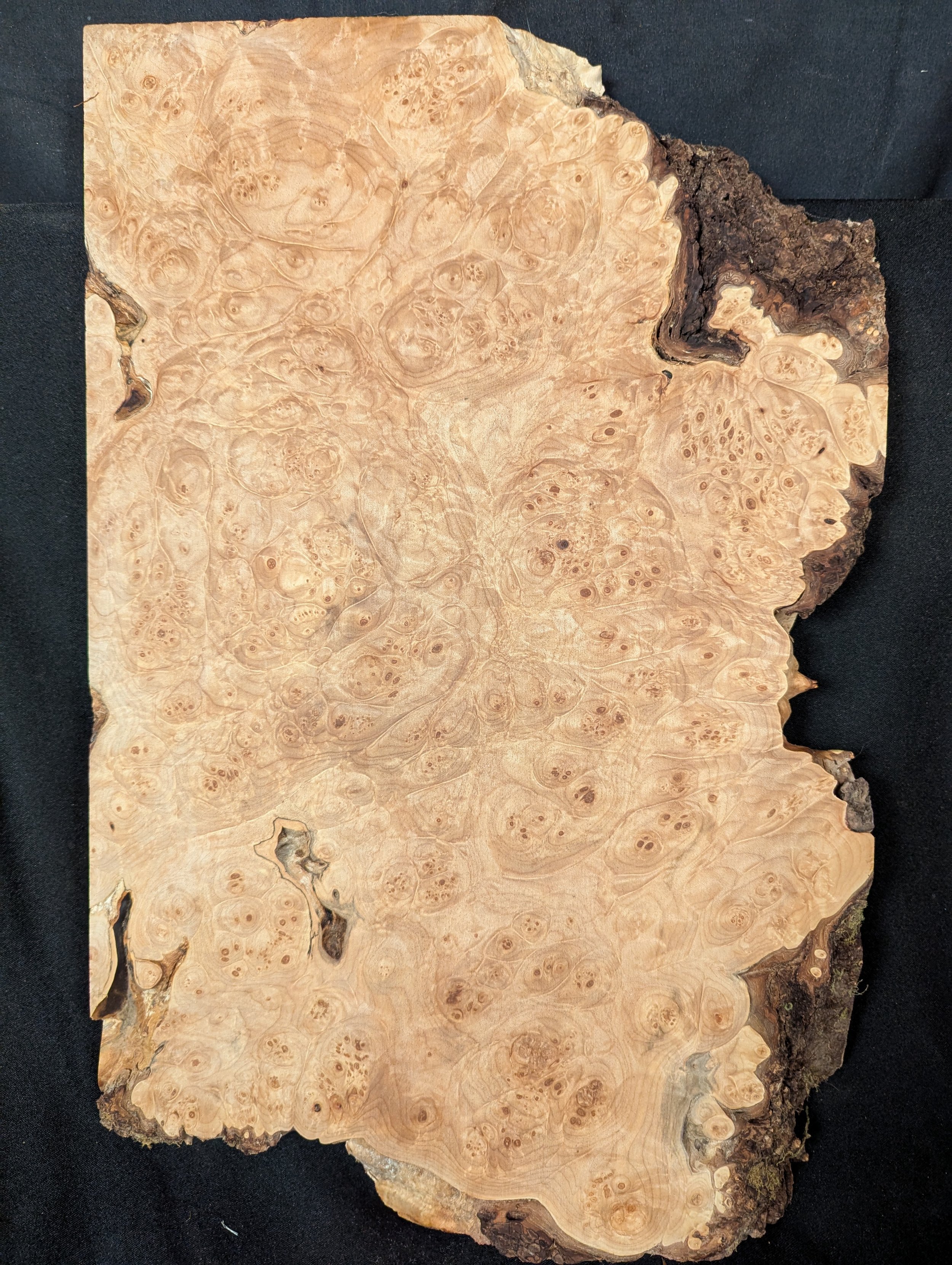 Maple Burl Full Body