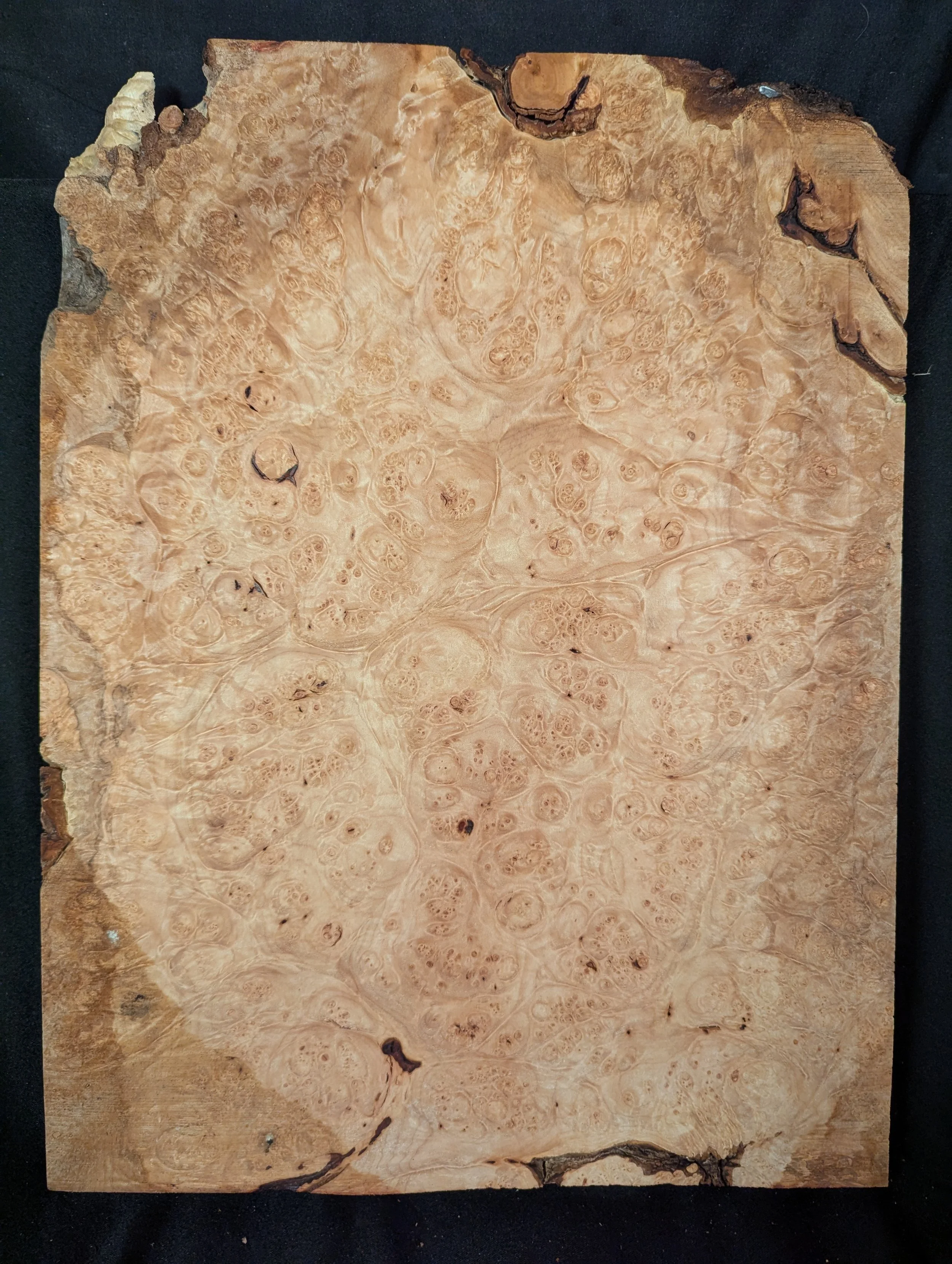 Maple Burl Full Body