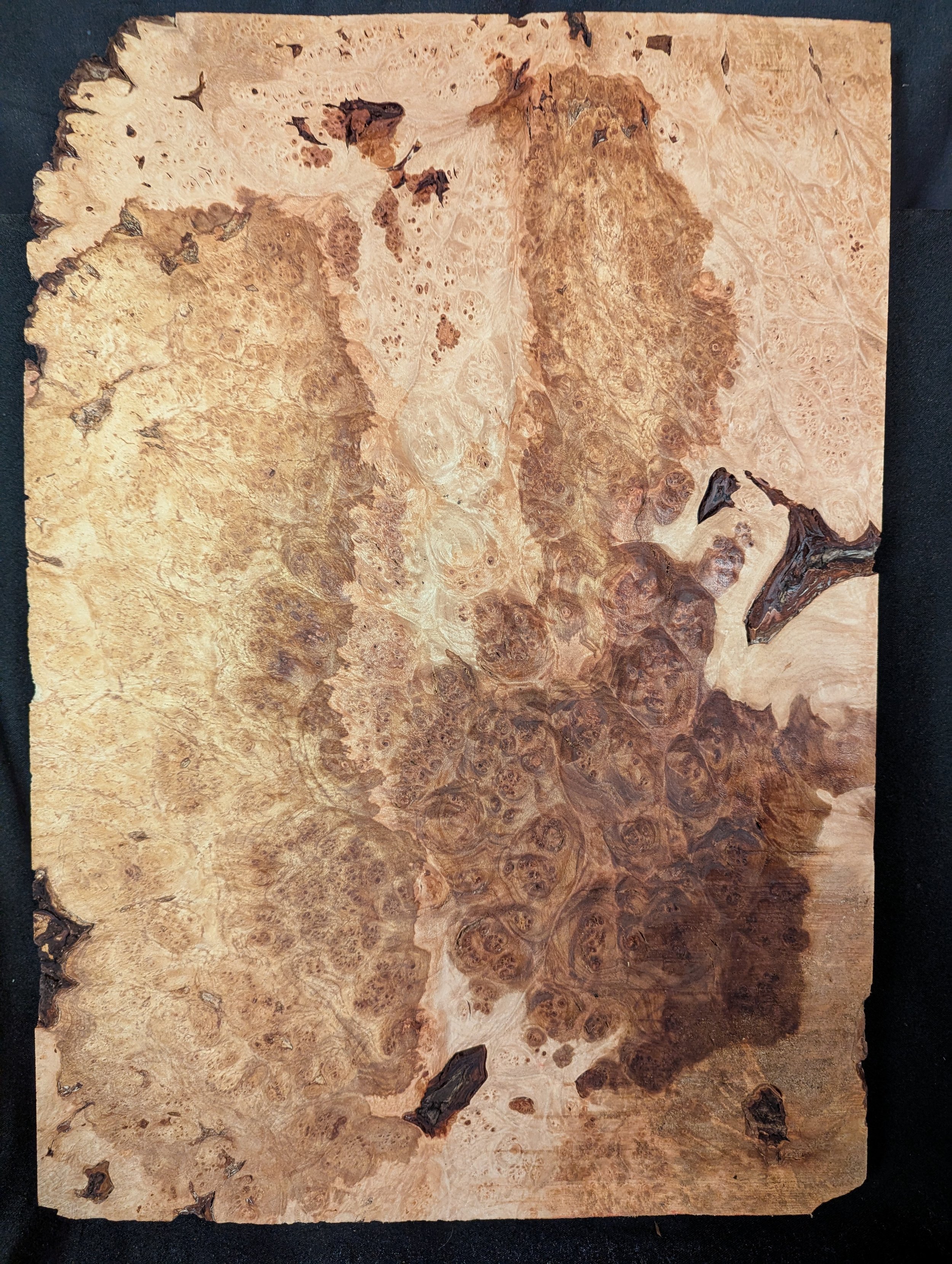 Maple Burl Full Body