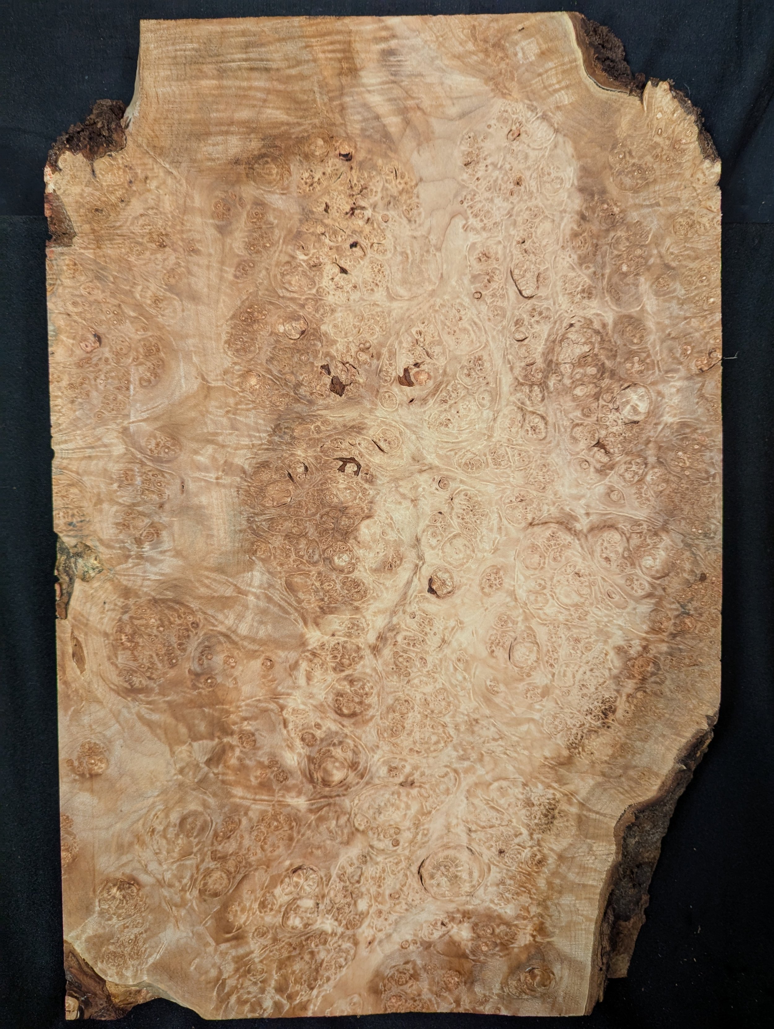 Maple Burl Full Body