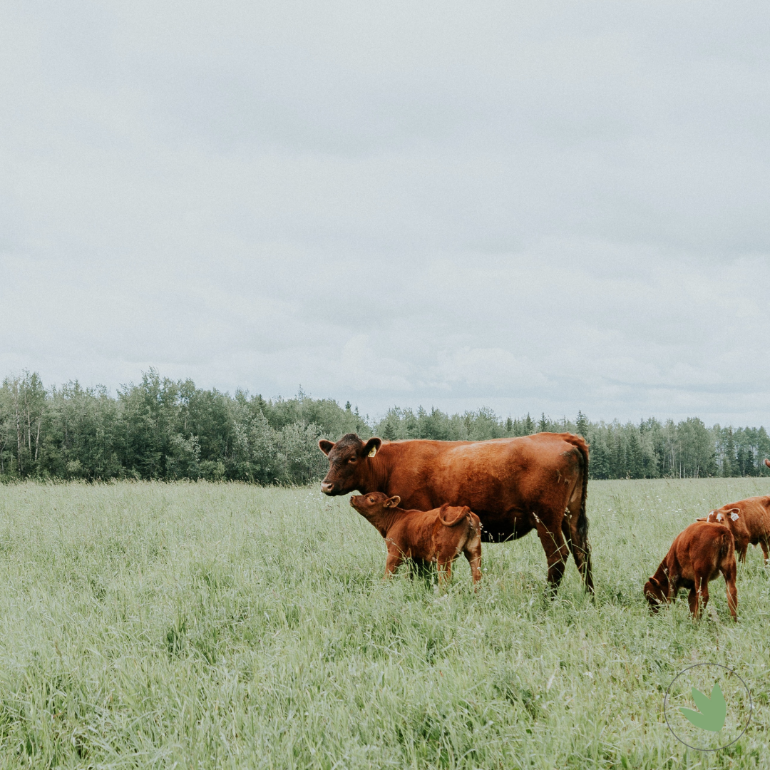 What's the Beef with Meat Guide