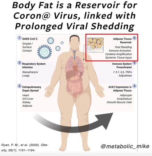 Video: Body Fat As A Reservoir For Viral Load, Spread, Immune Activation In  Coronavirus Disease 2019 — THRIVE NUTRITION