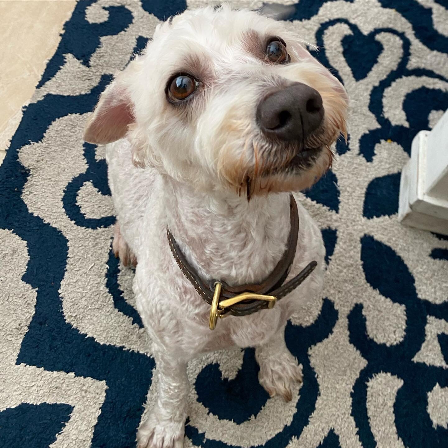 Cubby has a new hairdo for summer &amp; we think it&rsquo;s pretty cute 😎☀️
.
.
.
.
.
#dogwalker #missionviejo #missionviejodogwalker #doghaircut #missionviejolife #saintsparky