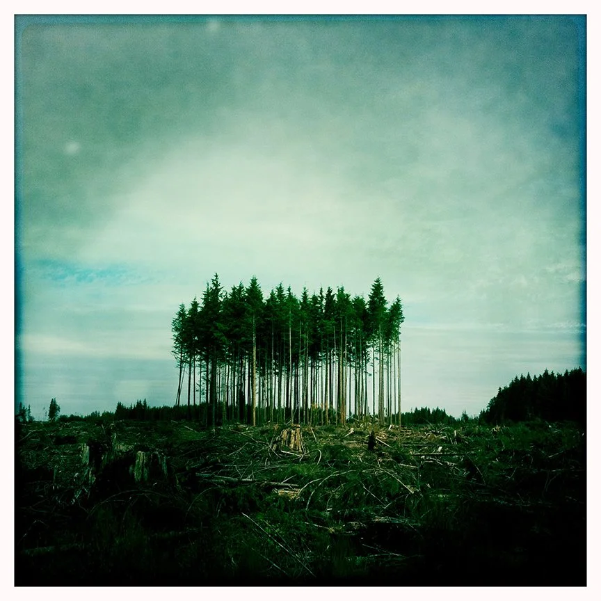 tree2.jpg