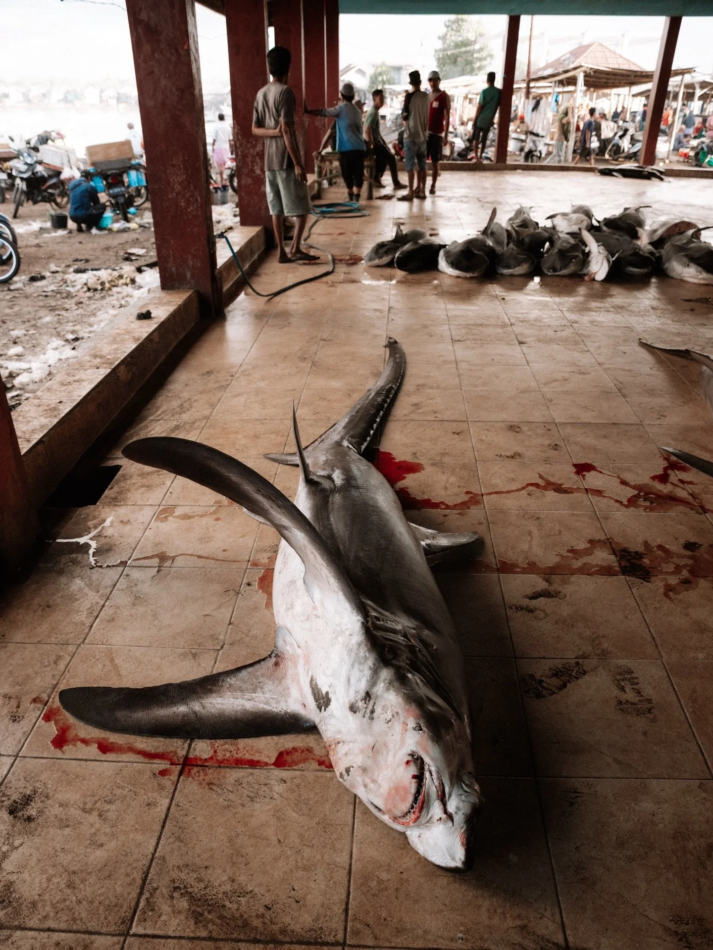 WWF (world wildlife fund) analysis of the link between shark fin soup and driving species to extinction found that more than 40 per cent of all endangered and critically endangered sharks and rays are implicated in the global fin trade. All this, for