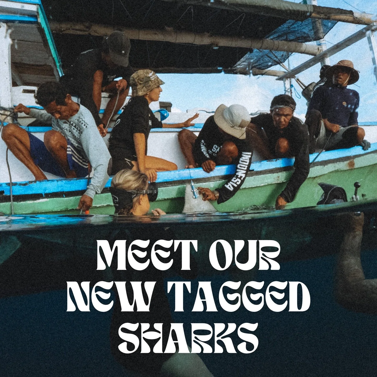 Meet the new kids on the block 🦈