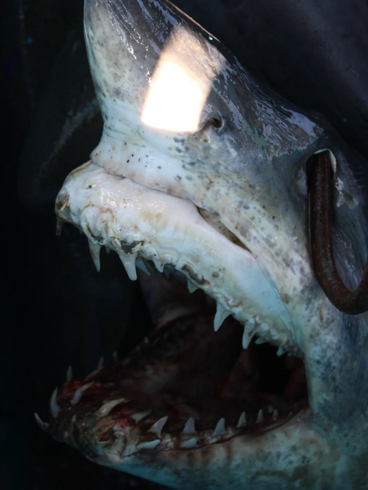 A mako shark we were called to inspect because our fishermen thought it could be a great white. Even when dead they have a presence to them. Image captured by @mlost who got up early to meet the vessel. A connection to our crew allows us access we've