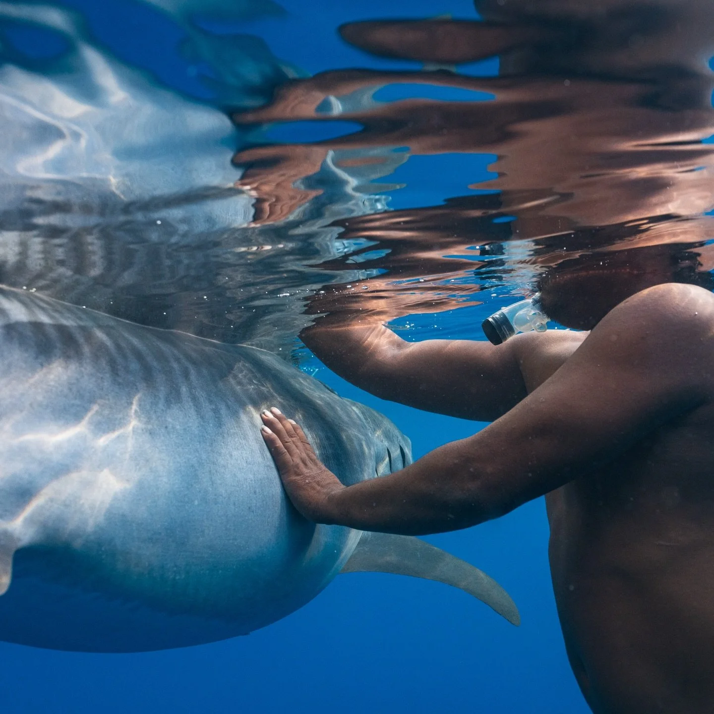 Each individual tagged isn't just more data, it's a shark that would have been killed for its fins being kept alive by the very fishermen who would have killed it. It's an animal they will meet, touch, see, swim with, release and follow... Indonesian