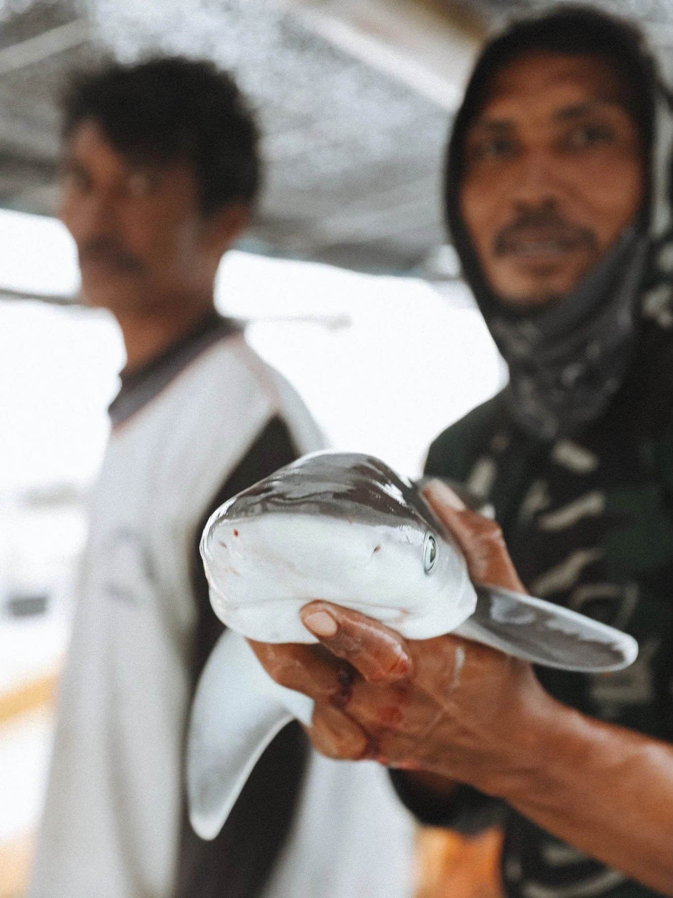 Fishing often targets or overlaps with breeding areas, documenting this fishing trip was confronting, witnessing pregnant sharks being caught brought the reality into sharp focus. It&rsquo;s helped us better understand when our vessels should transit