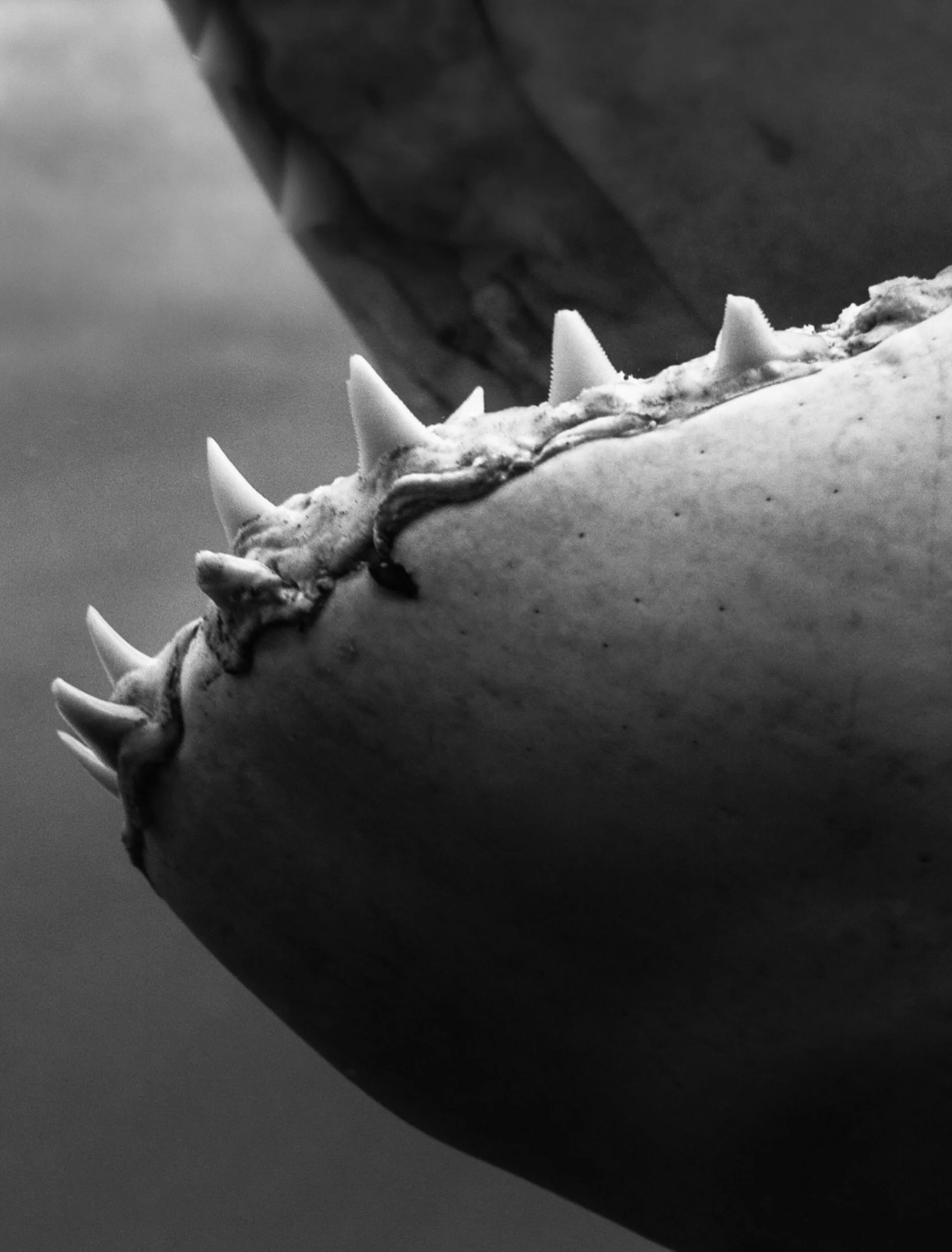 An incredible photo by @mikecoots of the teeth of a Great White shark. Teeth are some of the only remaining DNA we have from great whites caught in Indonesian waters. Did you know in 2014 a study analysed mitochondrial DNA from a retained tooth of a 